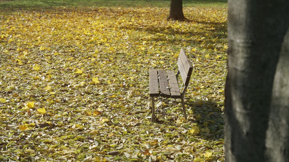 Riposo tra le Foglie d’Autunno