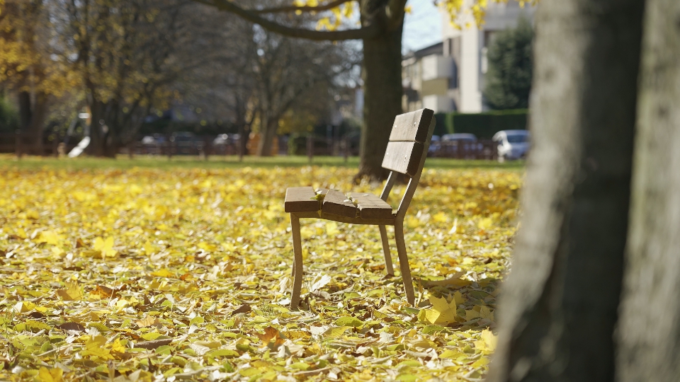 Panchina Autunnale nel Parco