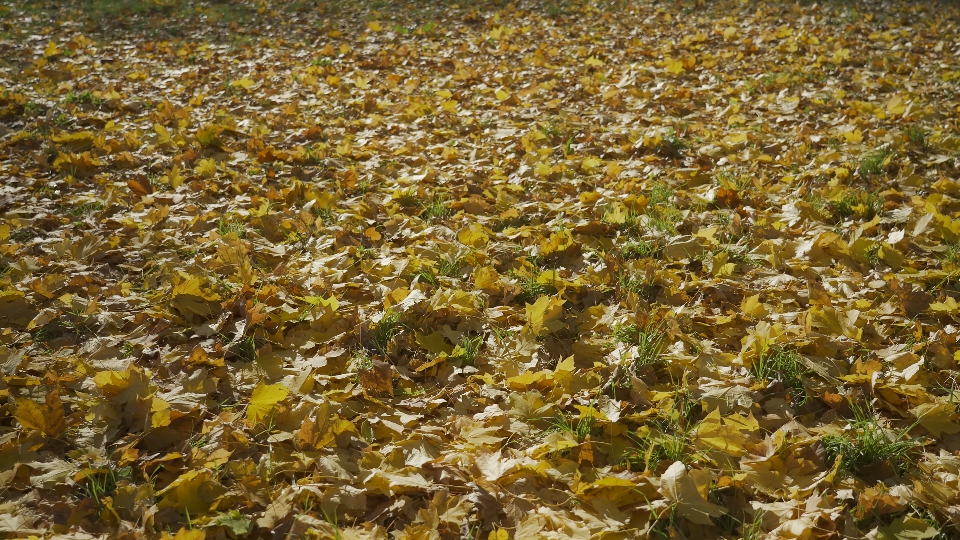 Giardino Autunnale