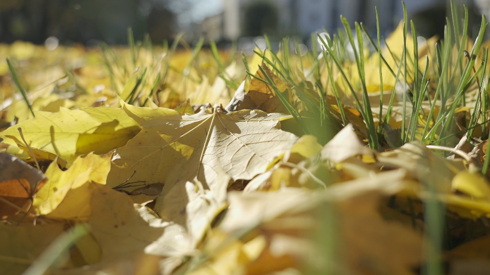 Beautiful Yellow Leaves on Green Grass