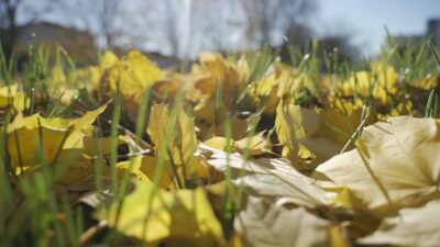 Foglie d'Autunno nel Giardino