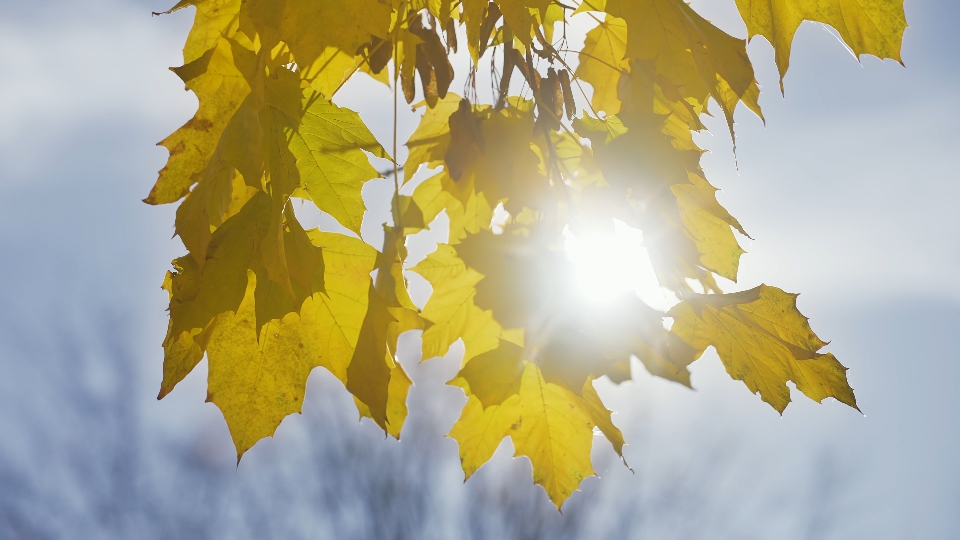 Foglie di autunno sotto il sole