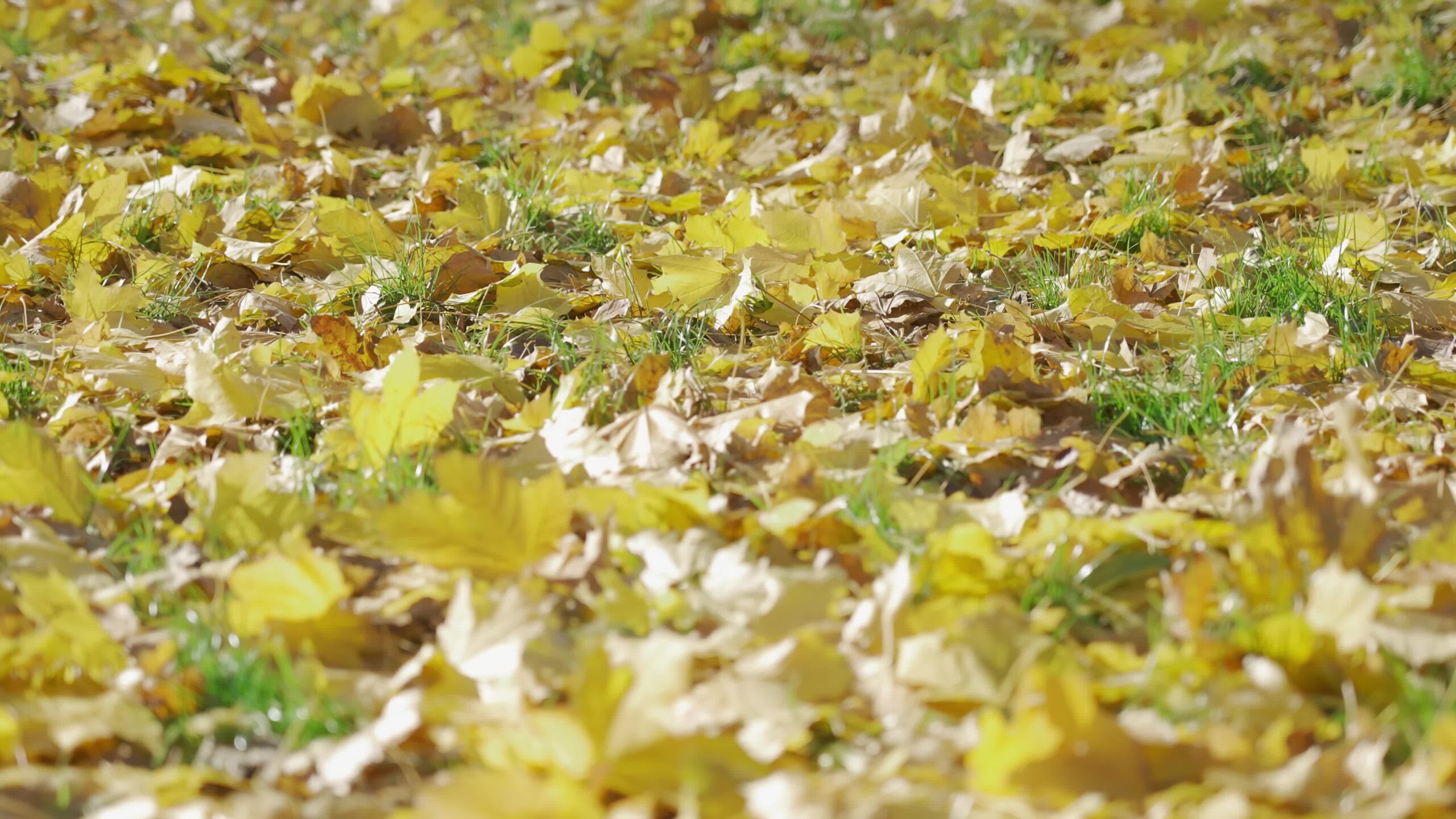 Tappeto di Foglie d’Autunno