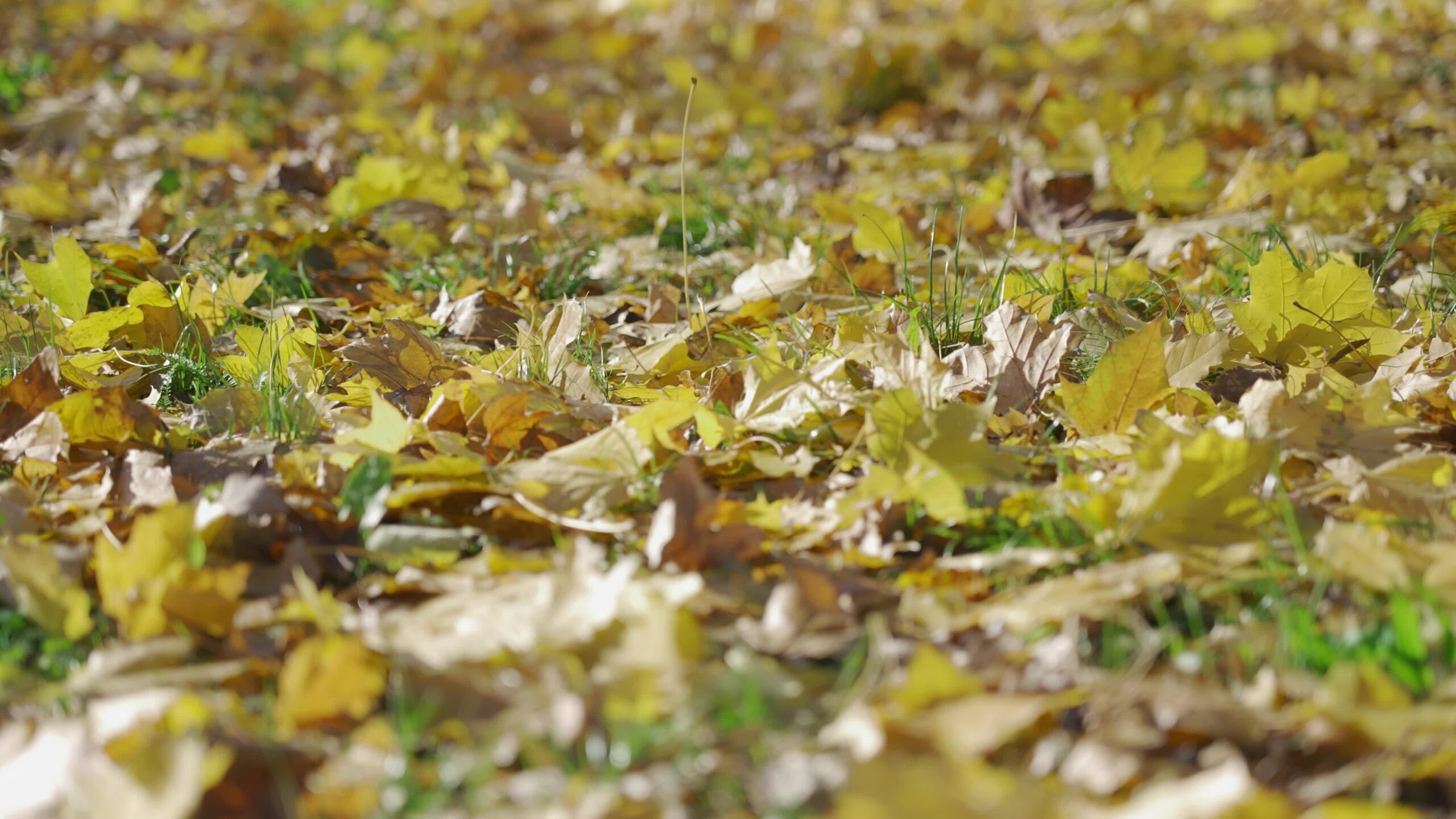 Sfondo di Foglie d’Autunno