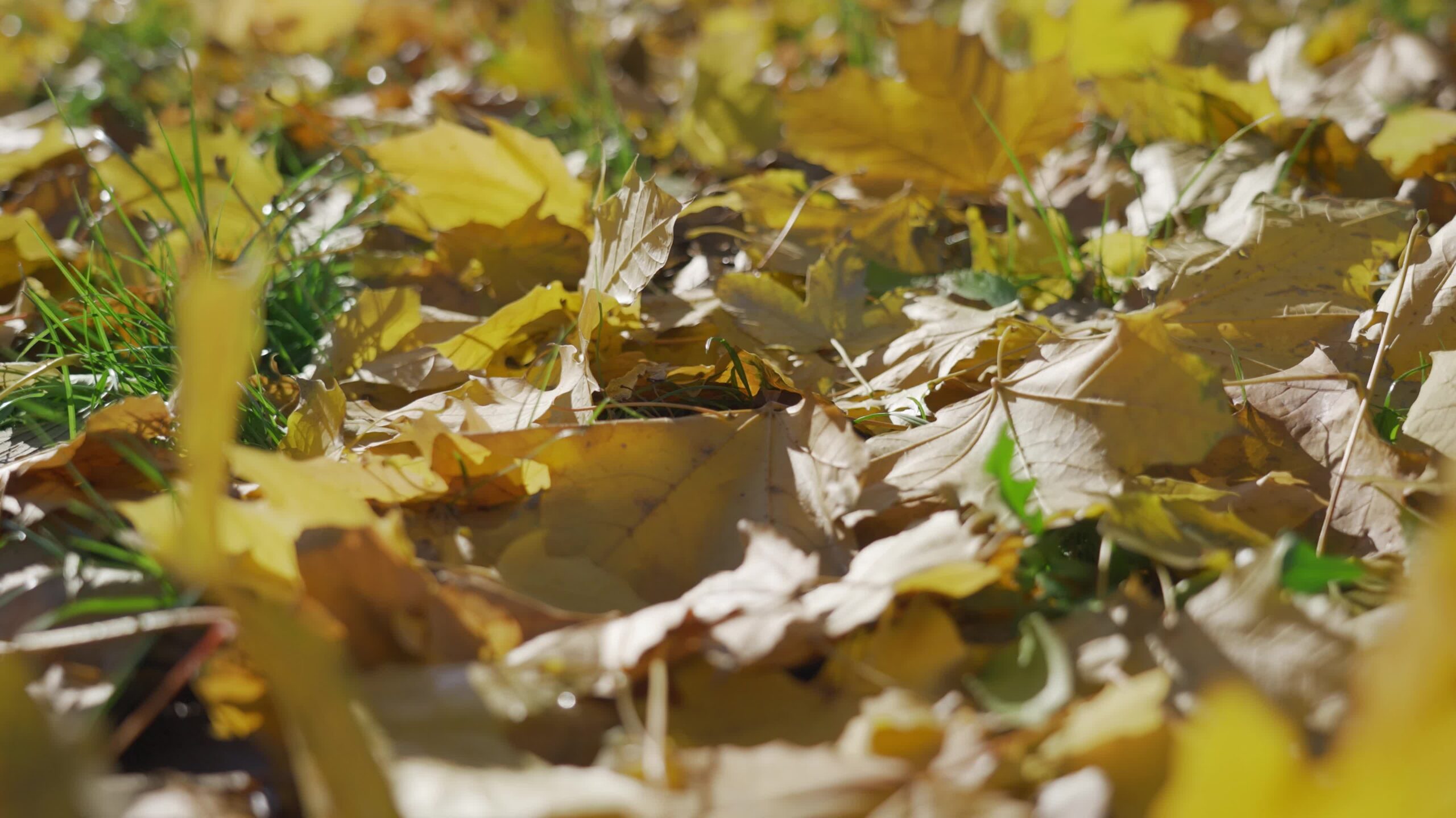 Foglie d’Autunno Cadute