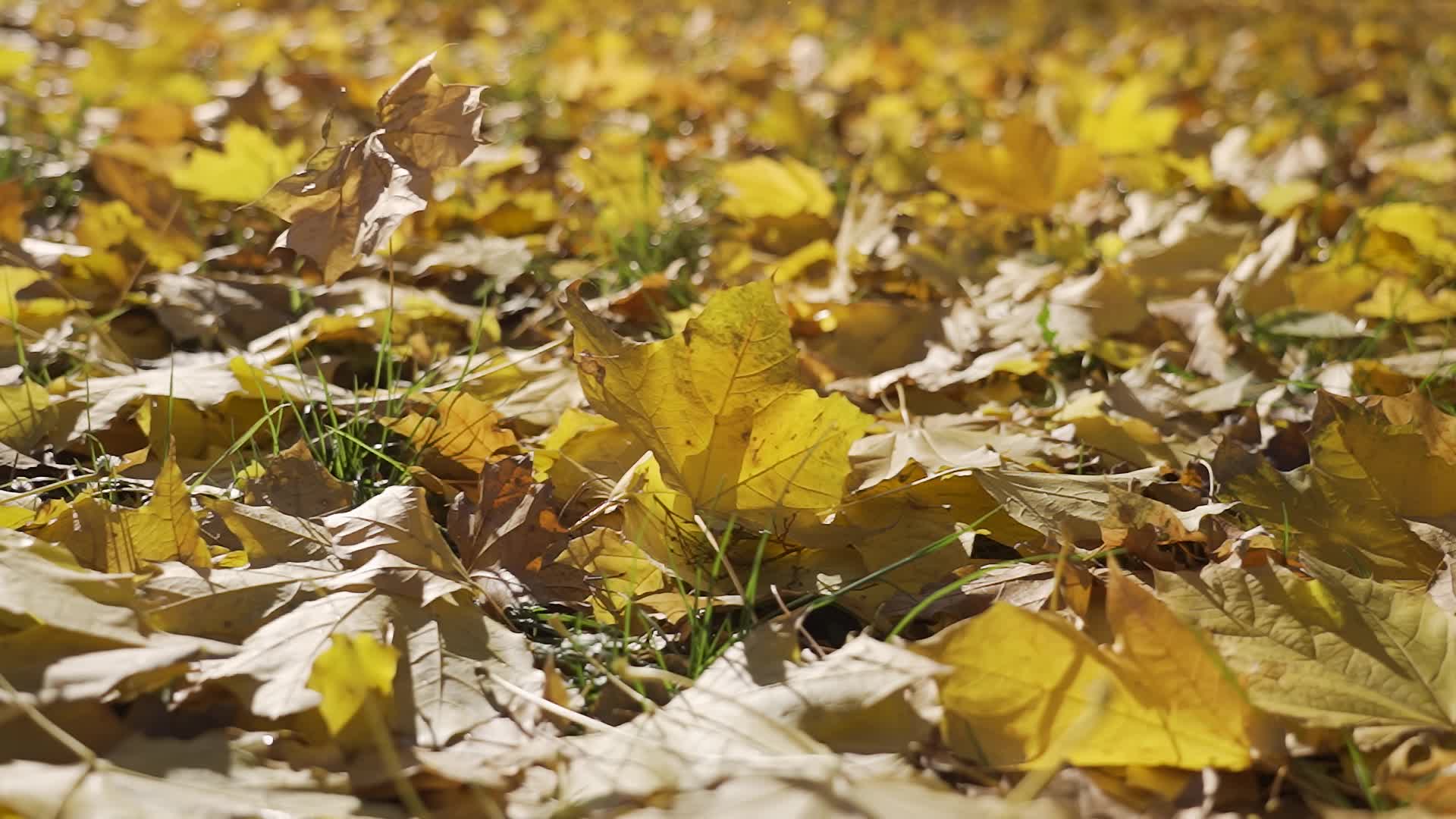 Caduta Foglie d’Autunno