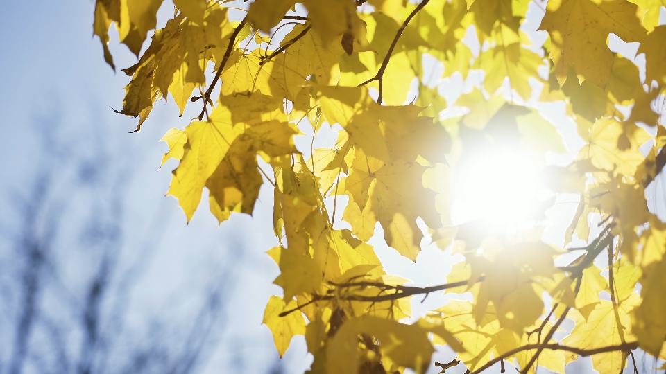 Sole tra Foglie d’Autunno