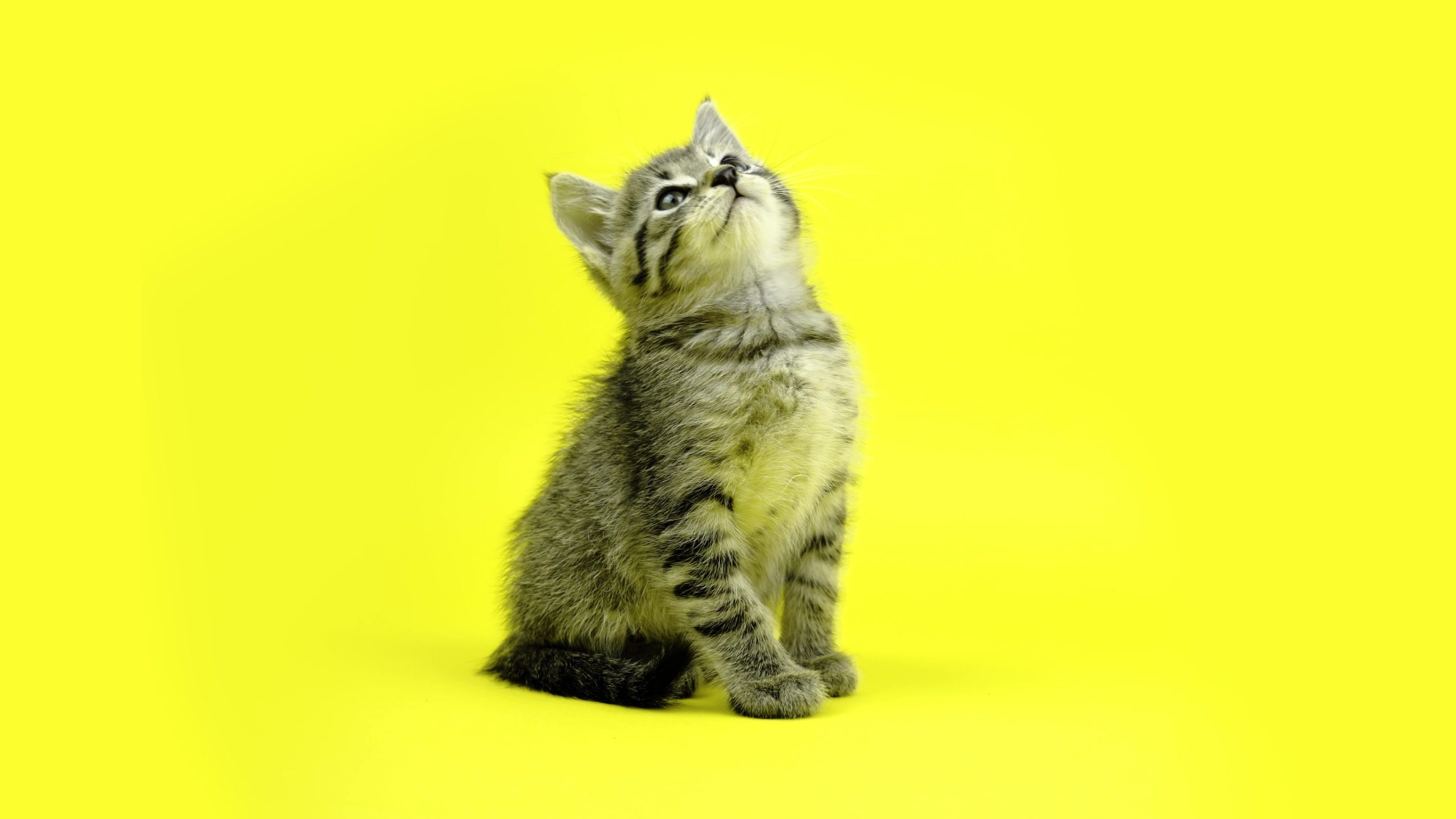 Piccolo gattino