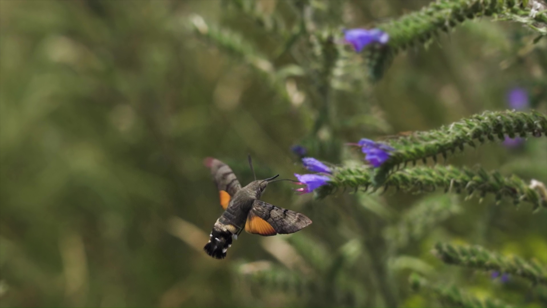 Un colibrì è seduto su un fiore viola