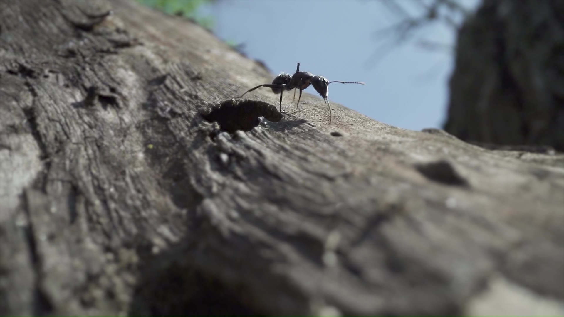 Una formica striscia sul tronco di un albero