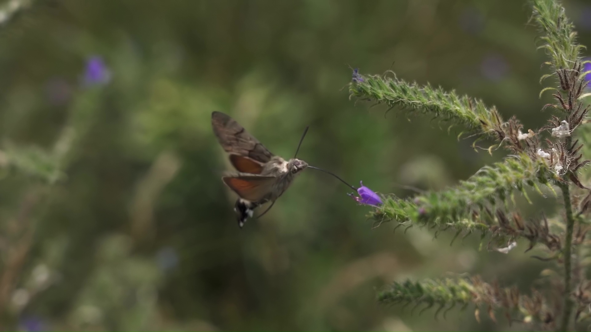 Colibrì che impollina un fiore viola con il suo lungo becco e le piume colorate
