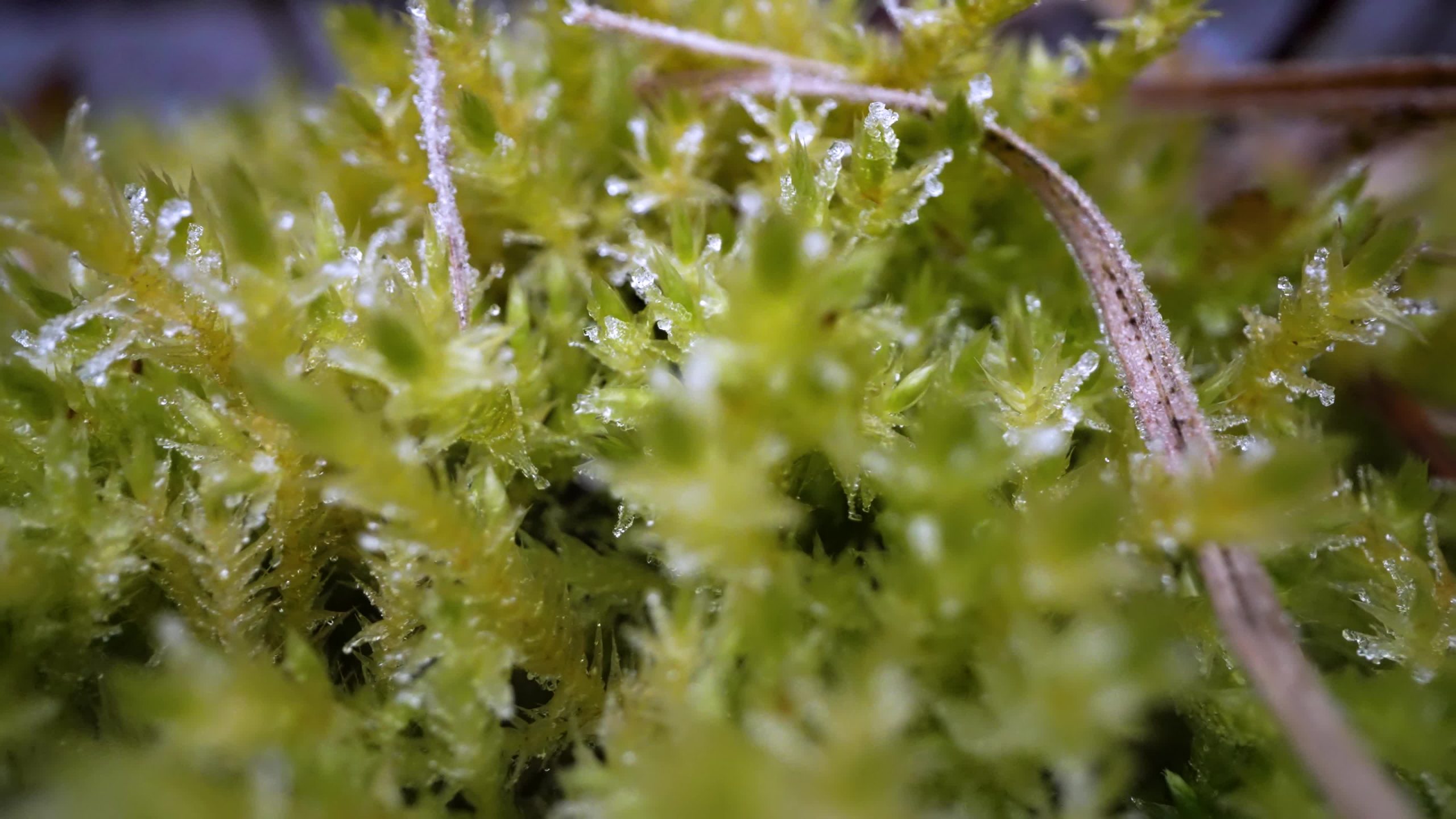 Frozen moss in macro