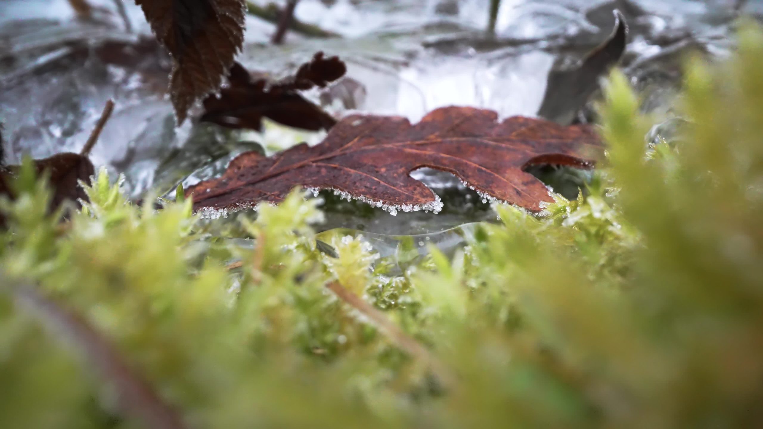 Green moss in macro