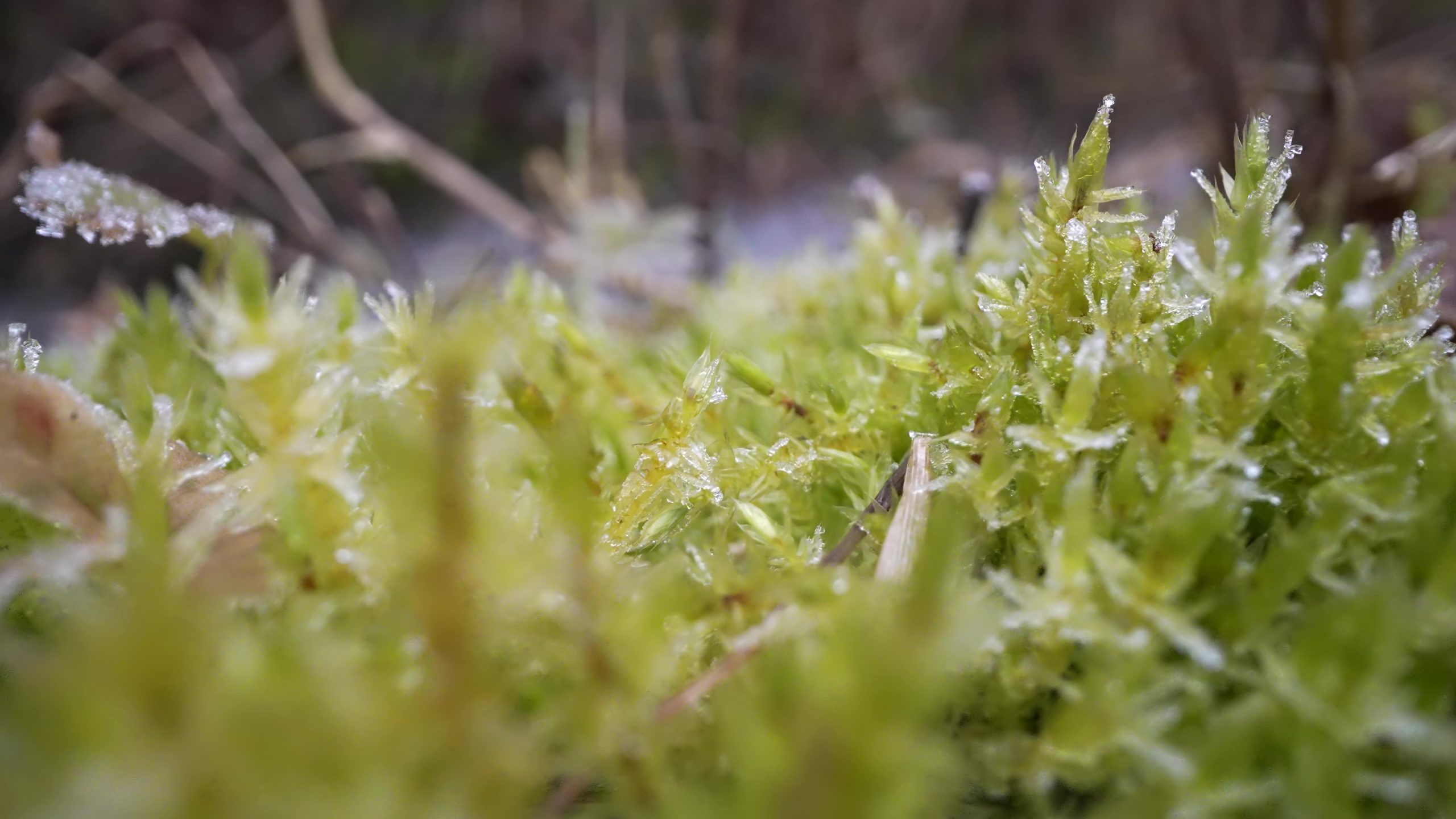 Frozen moss in the morning