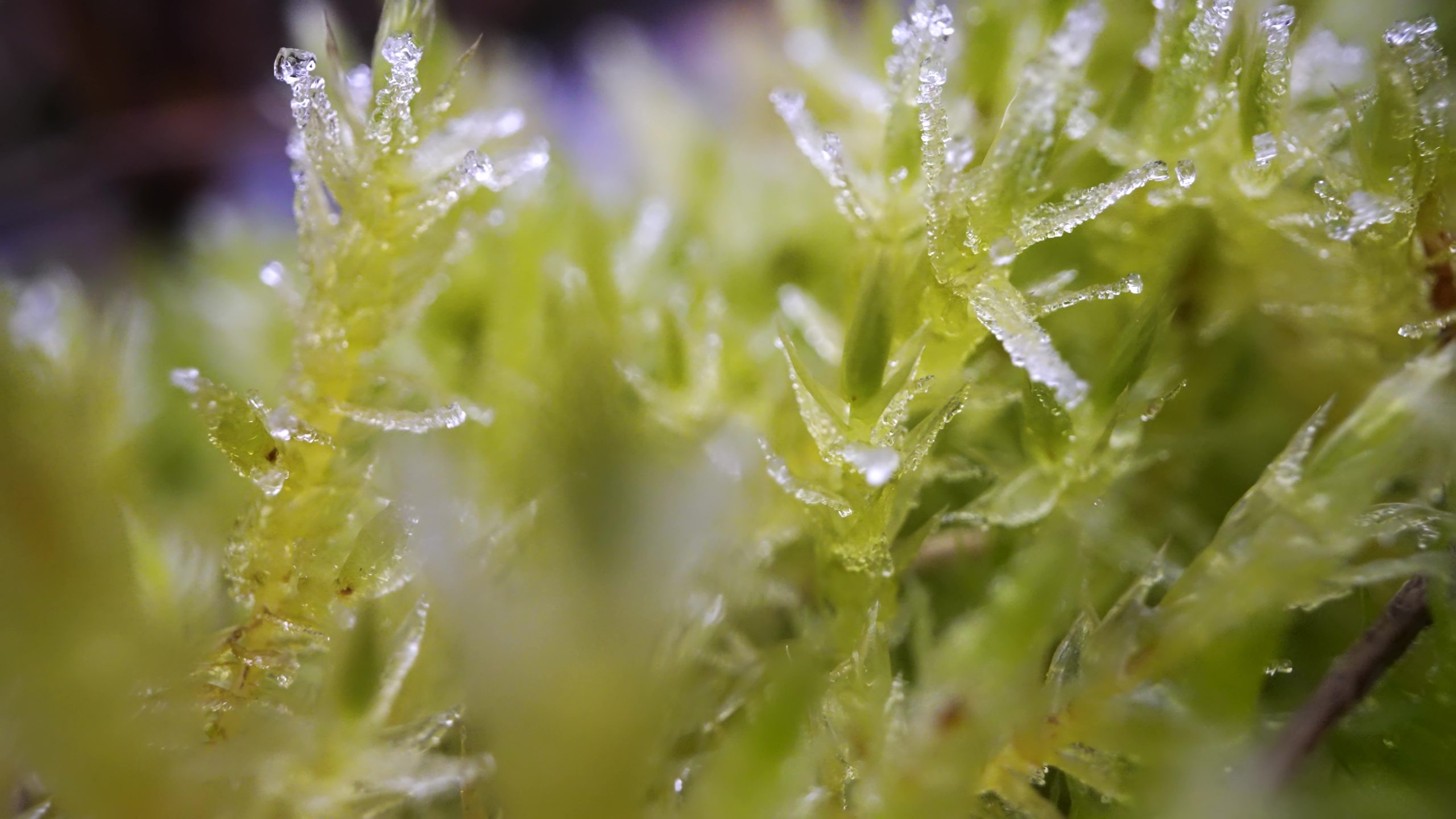 Moss in macro covered with ice