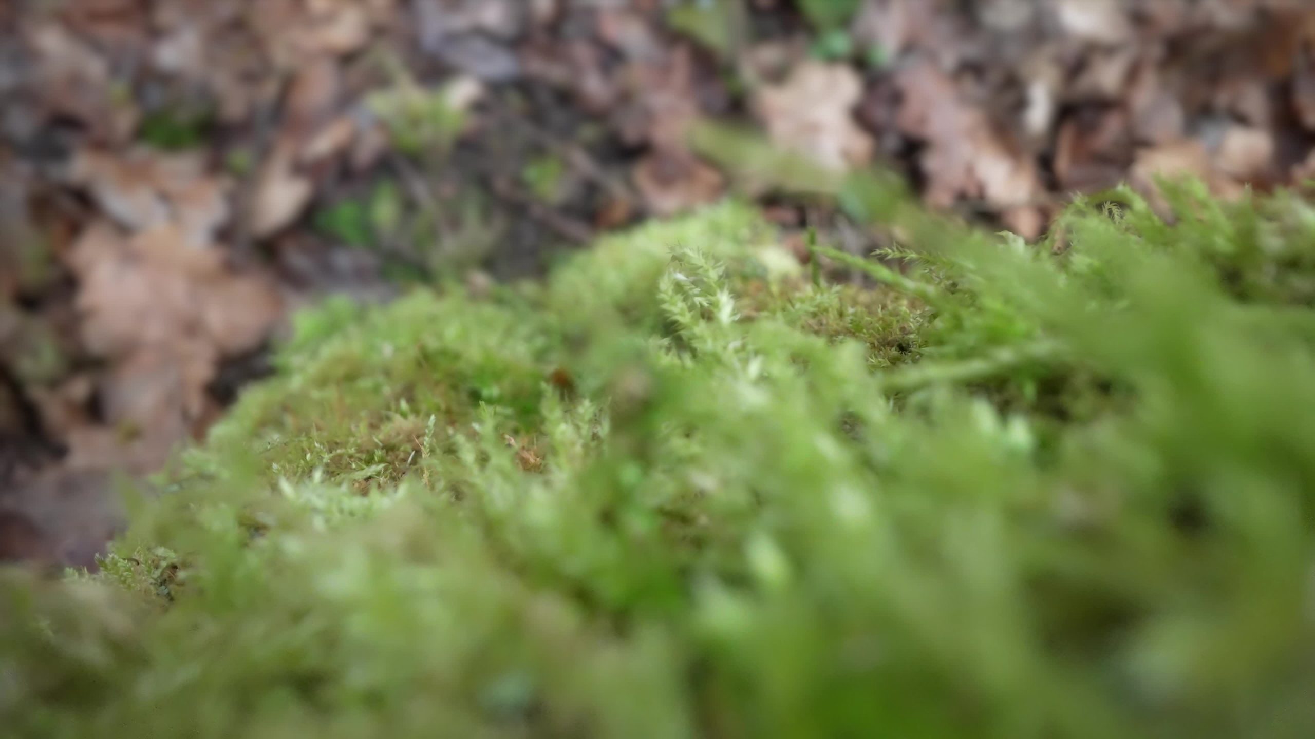 Green moss grows on the tree trunk
