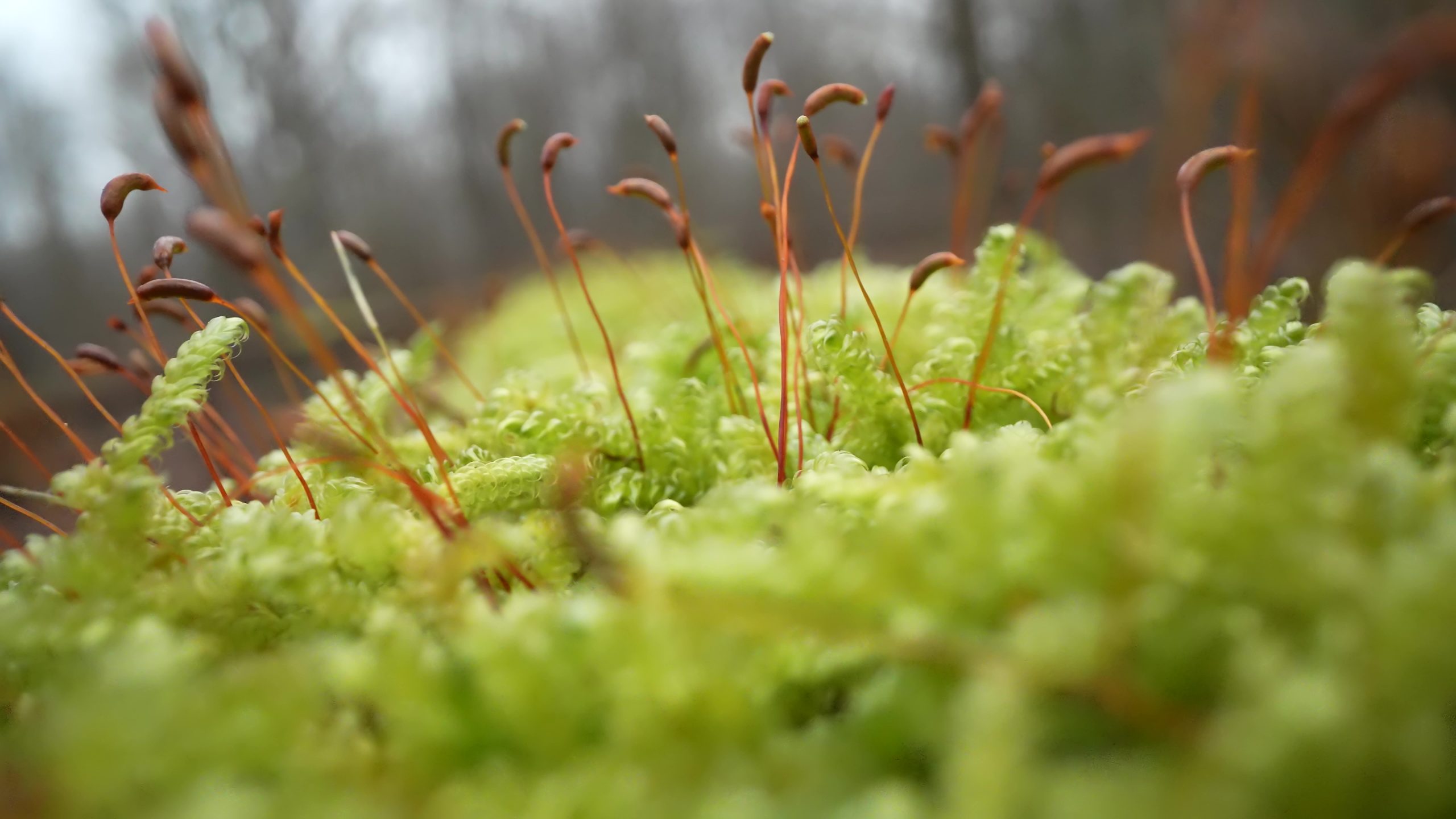 Green moss grows