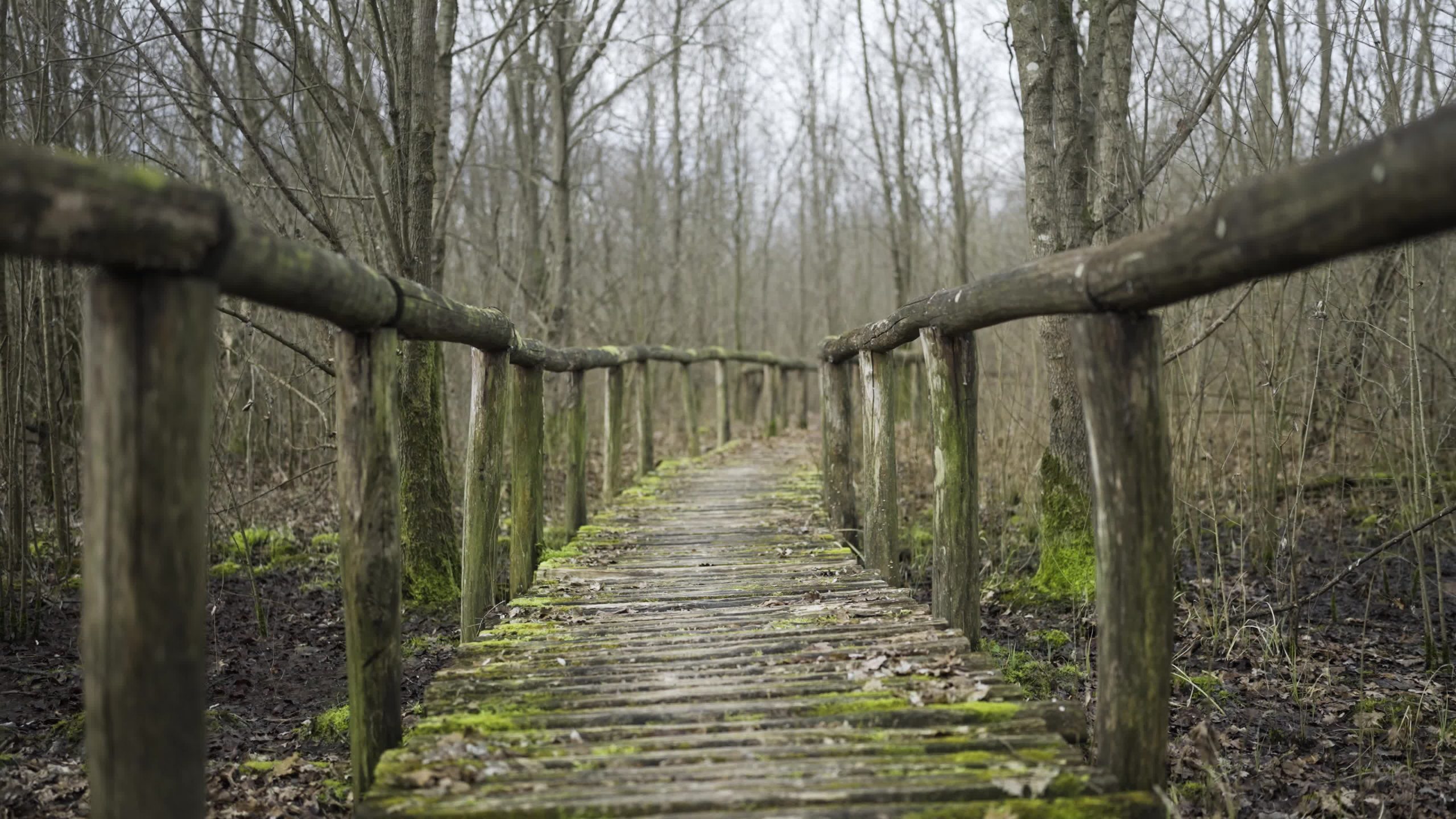Wooden walkway in the woods