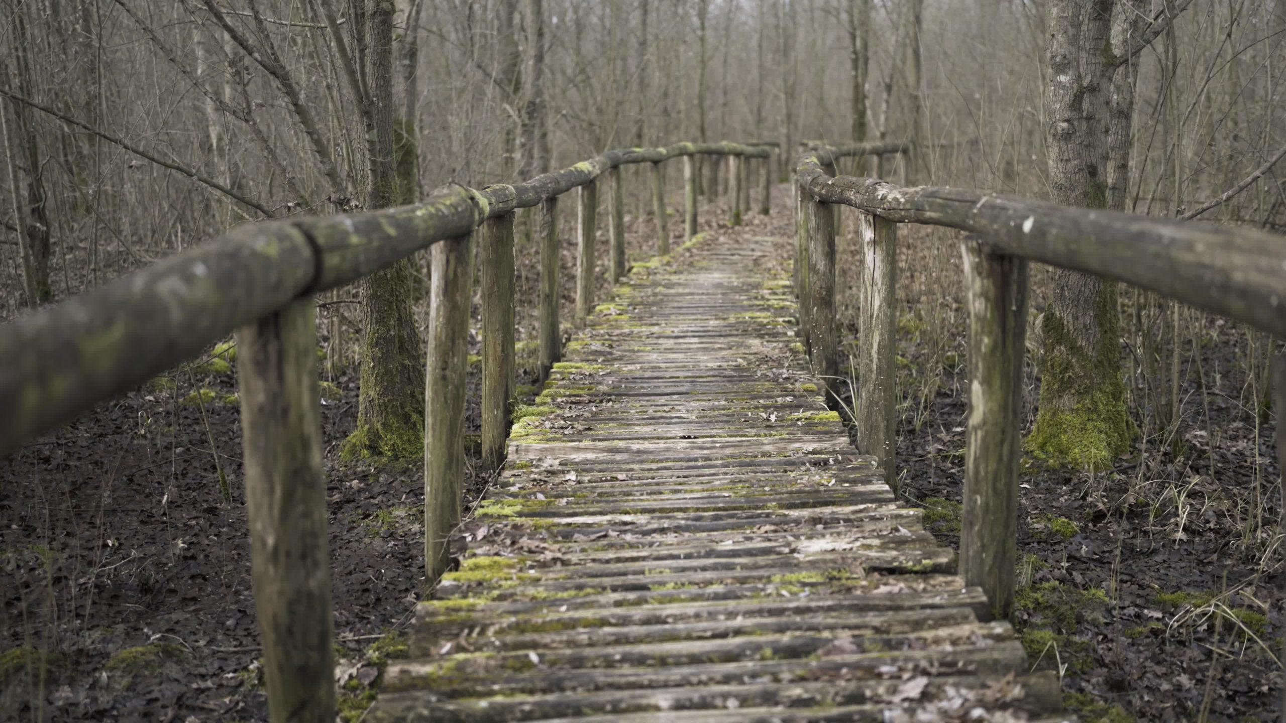 Passerella vecchia di legno nel bosco invernale