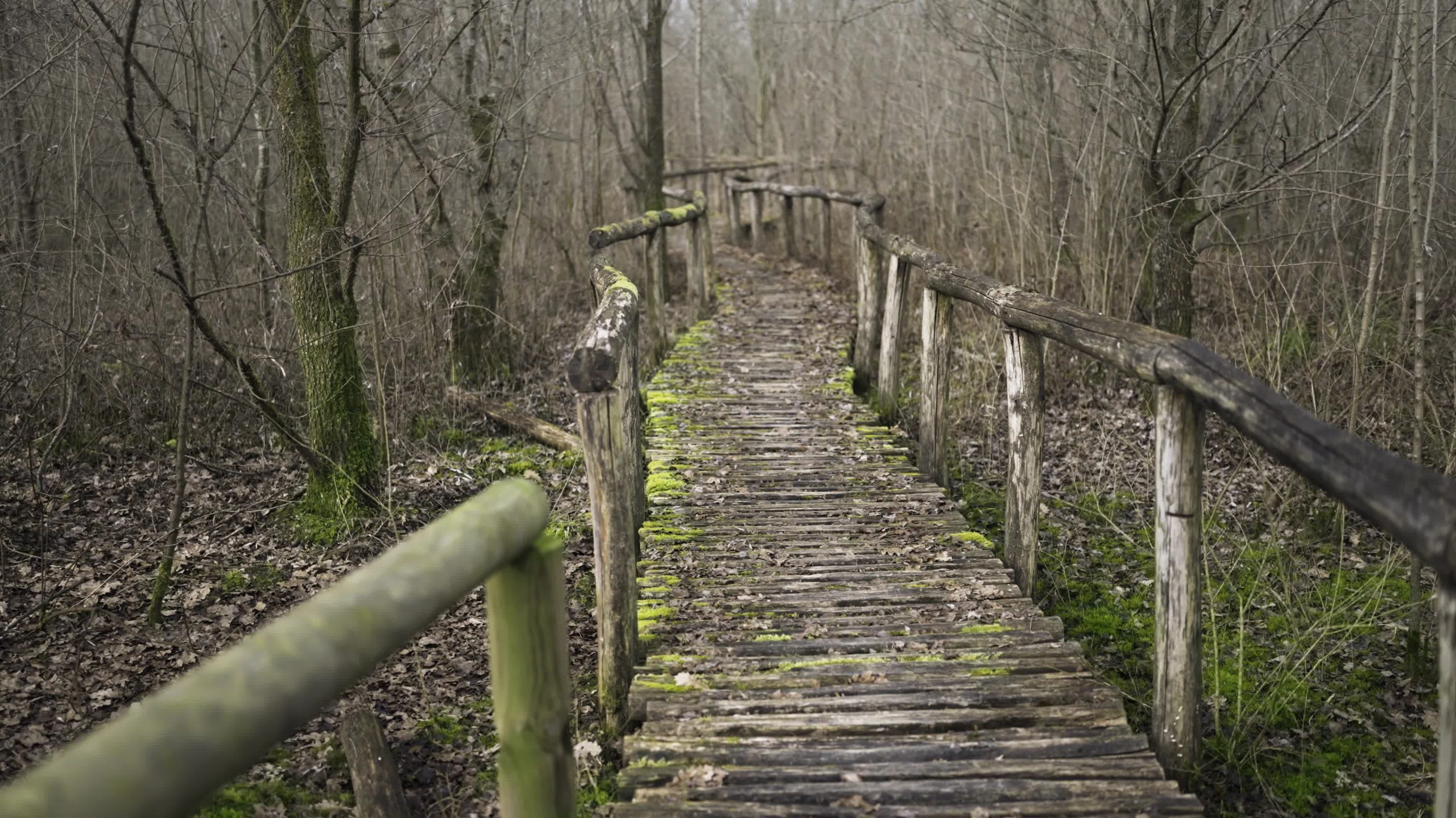 Sentiero nel bosco in inverno