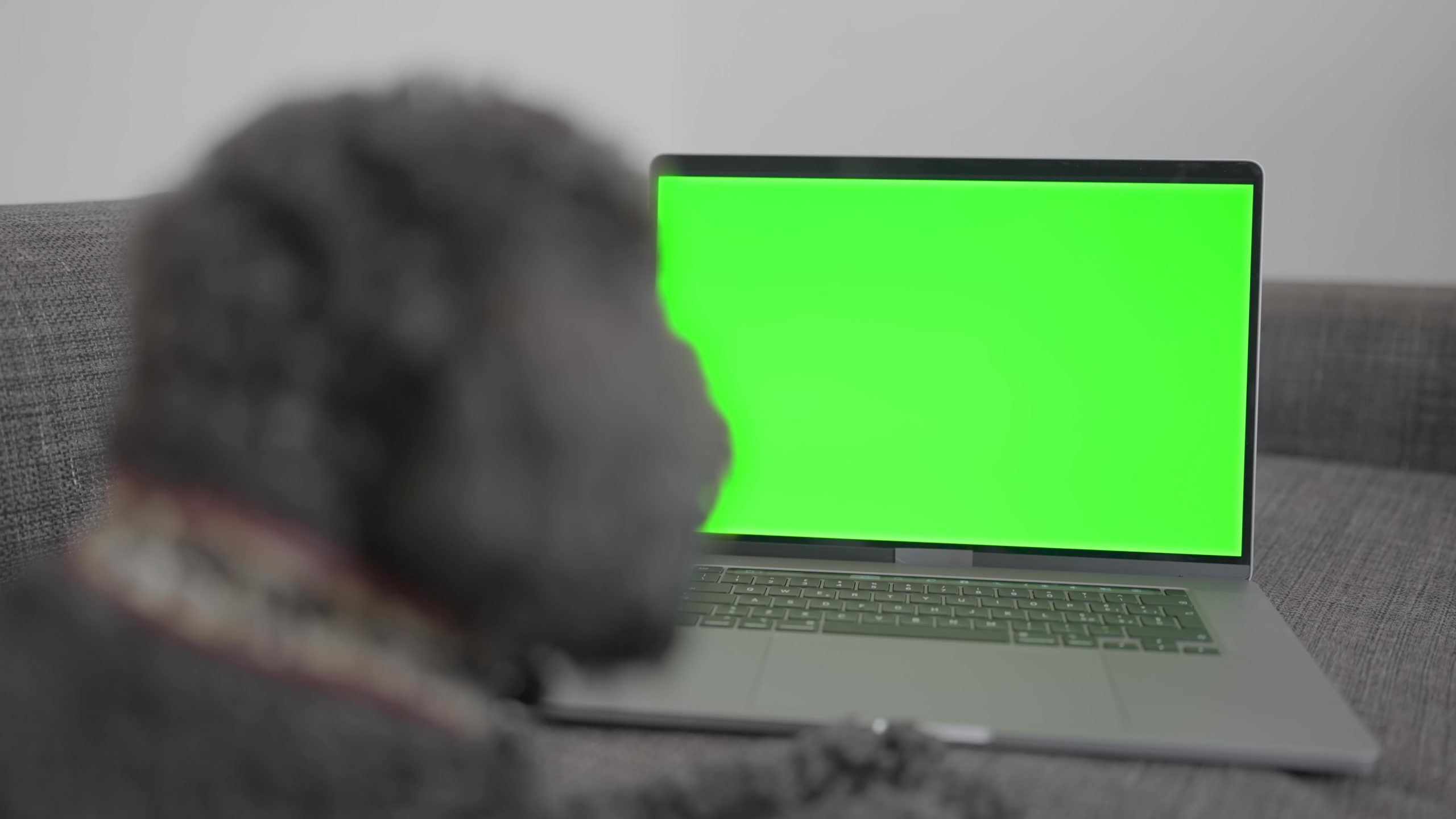 Un cane sta guardando lo schermo verde del laptop