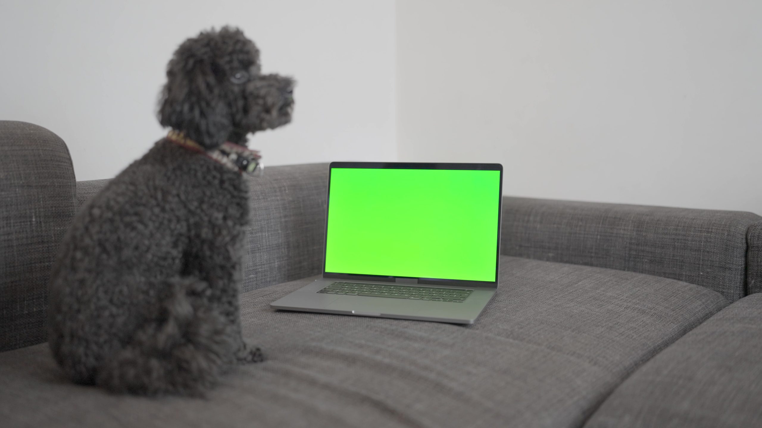 Cane seduto vicino al computer con schermo verde