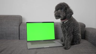 Computer portatile con schermo verde sul divano vicino al cane