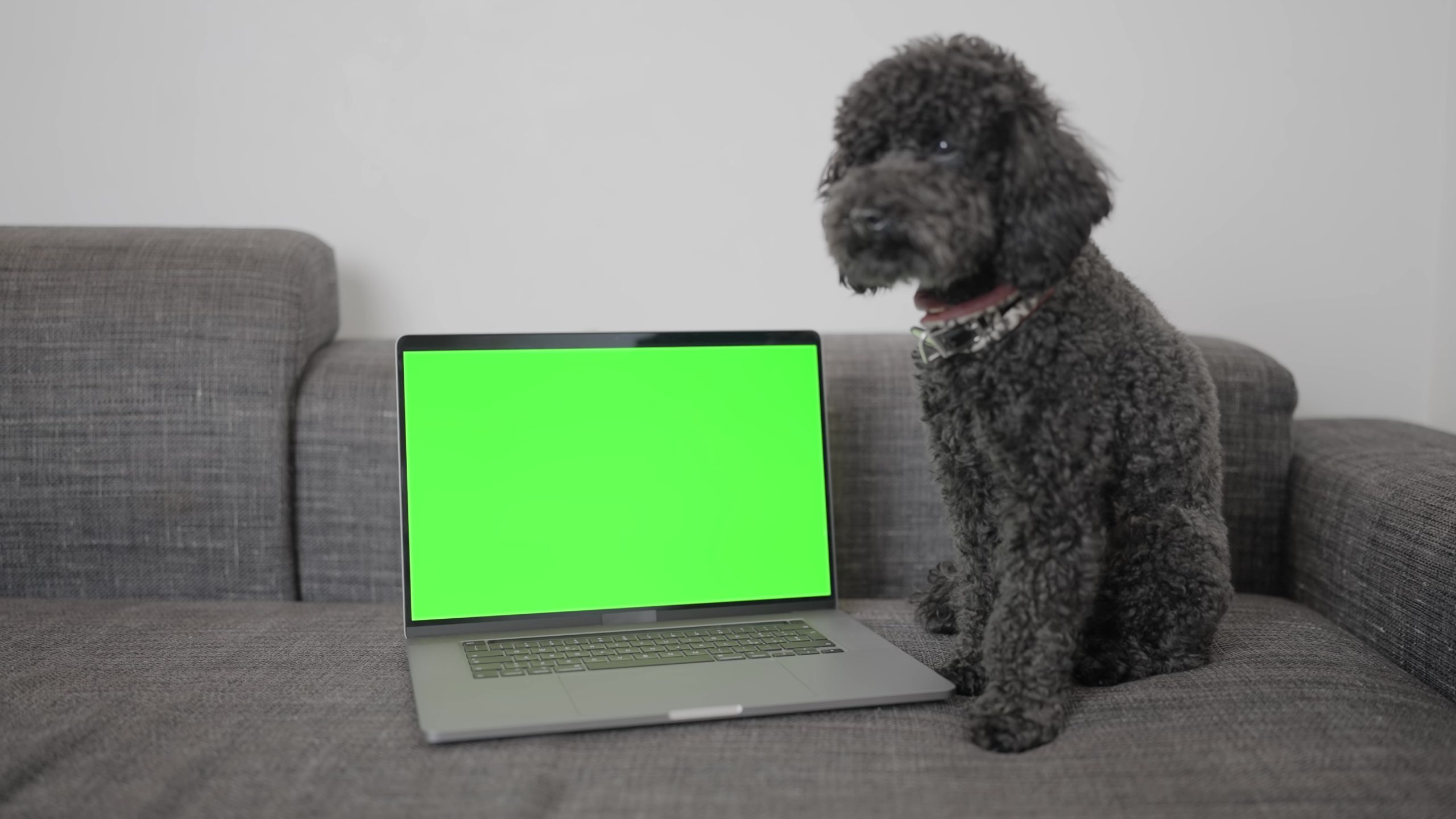 Laptop with green screen on couch near dog