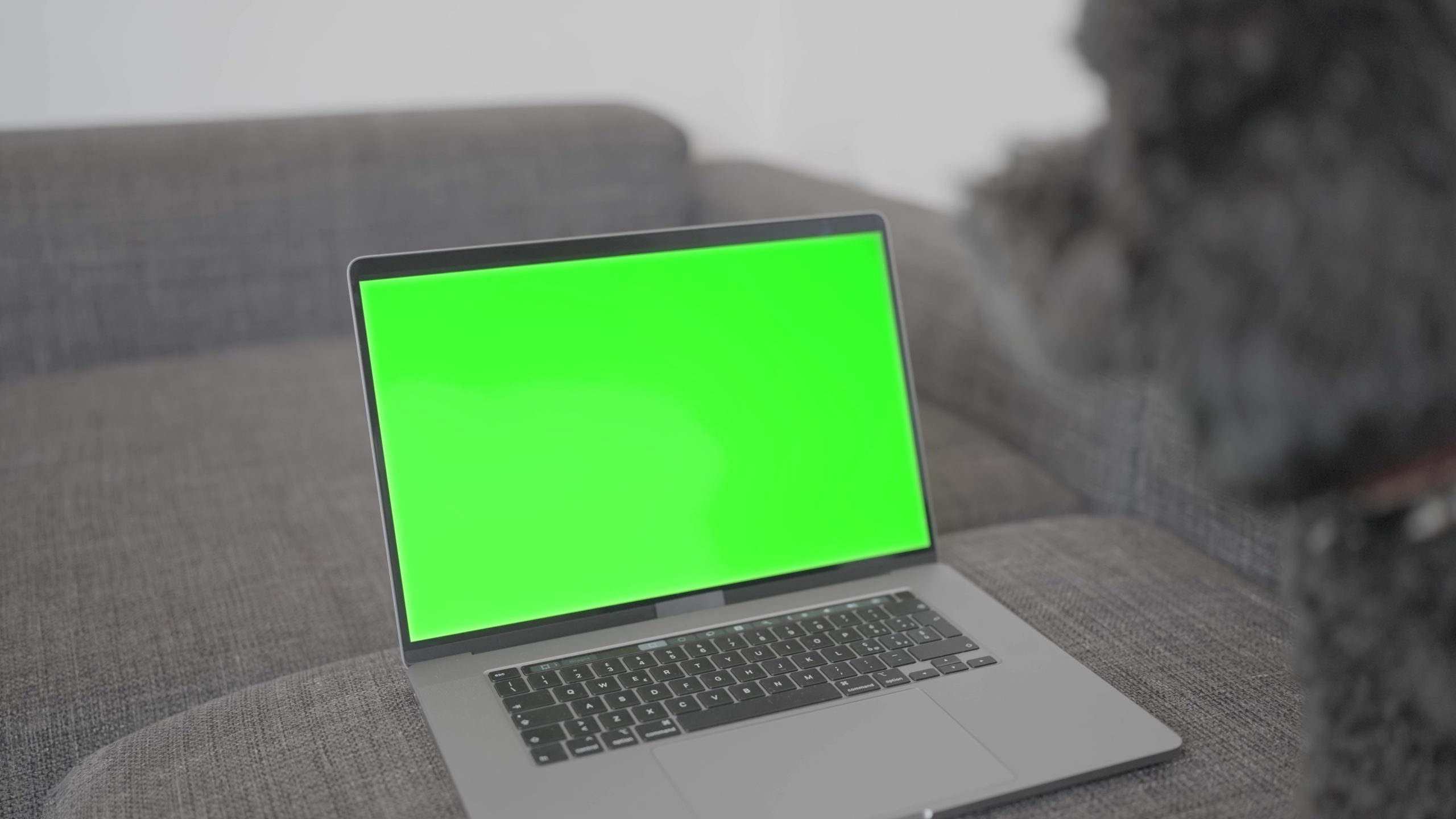 Computer with chroma key in front of the dog’s face