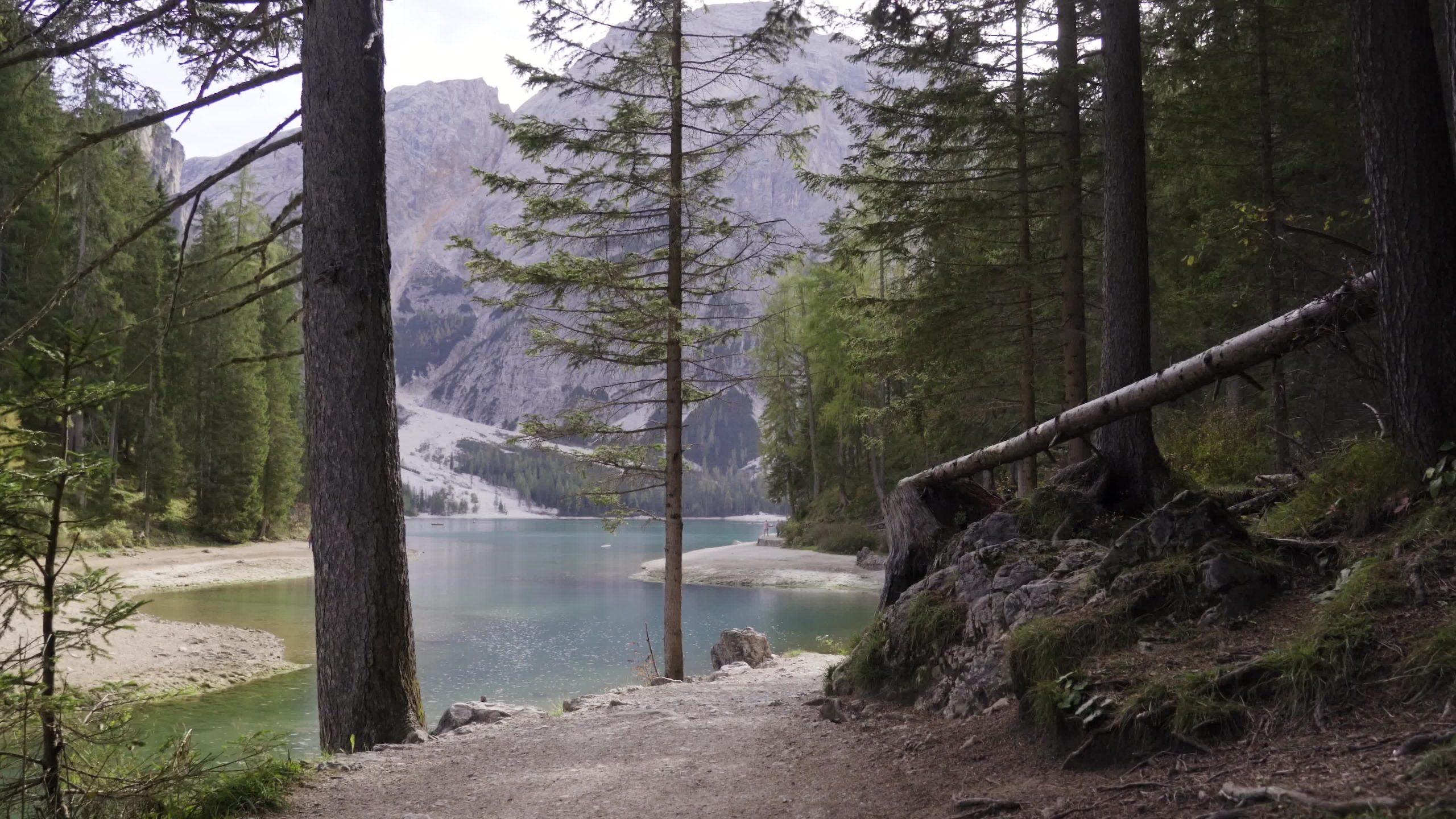 Path in the forest near the river