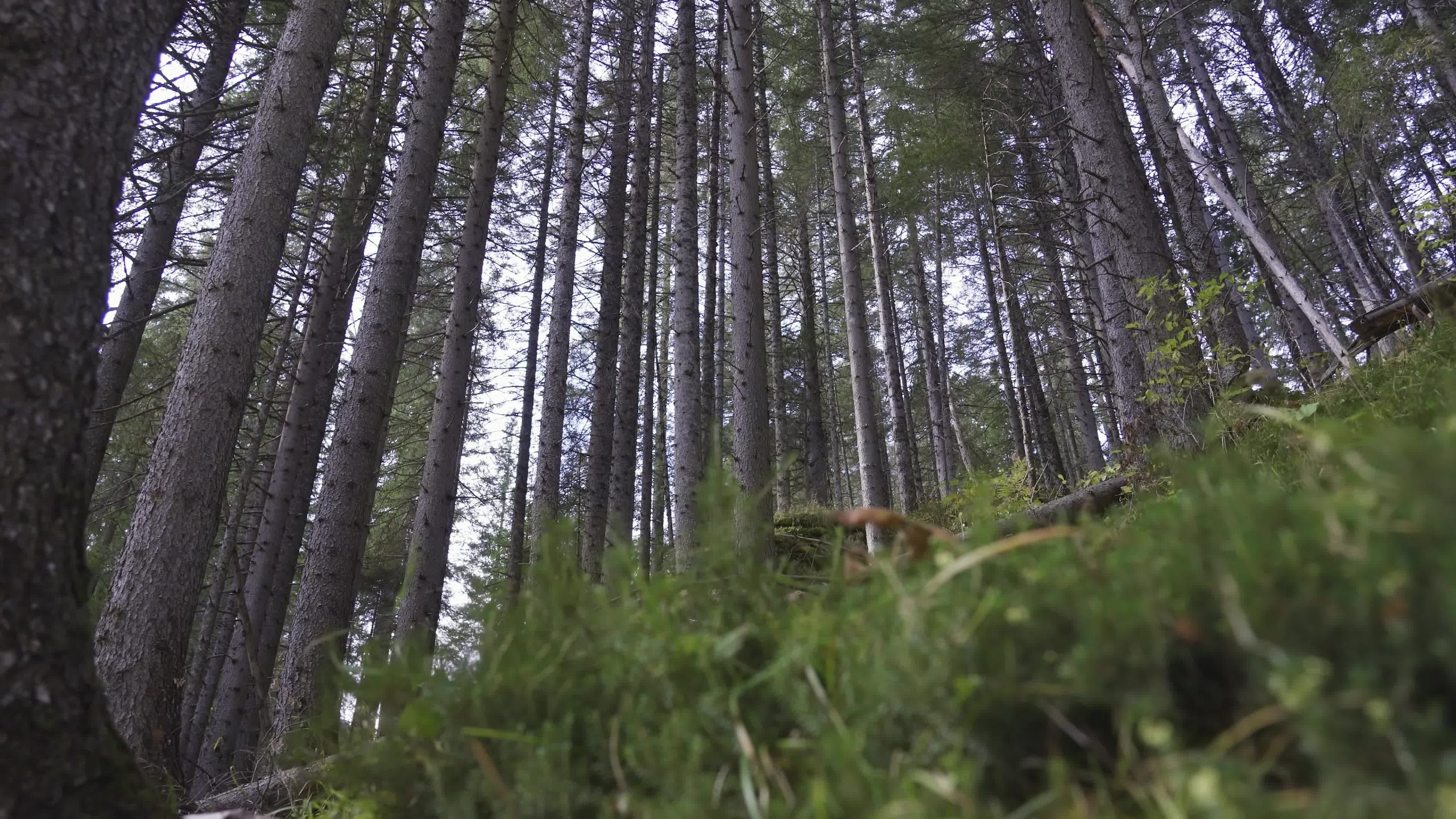 Tall trees in the forest with green grass
