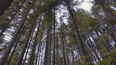 Alti tronchi di alberi che crescono nella foresta