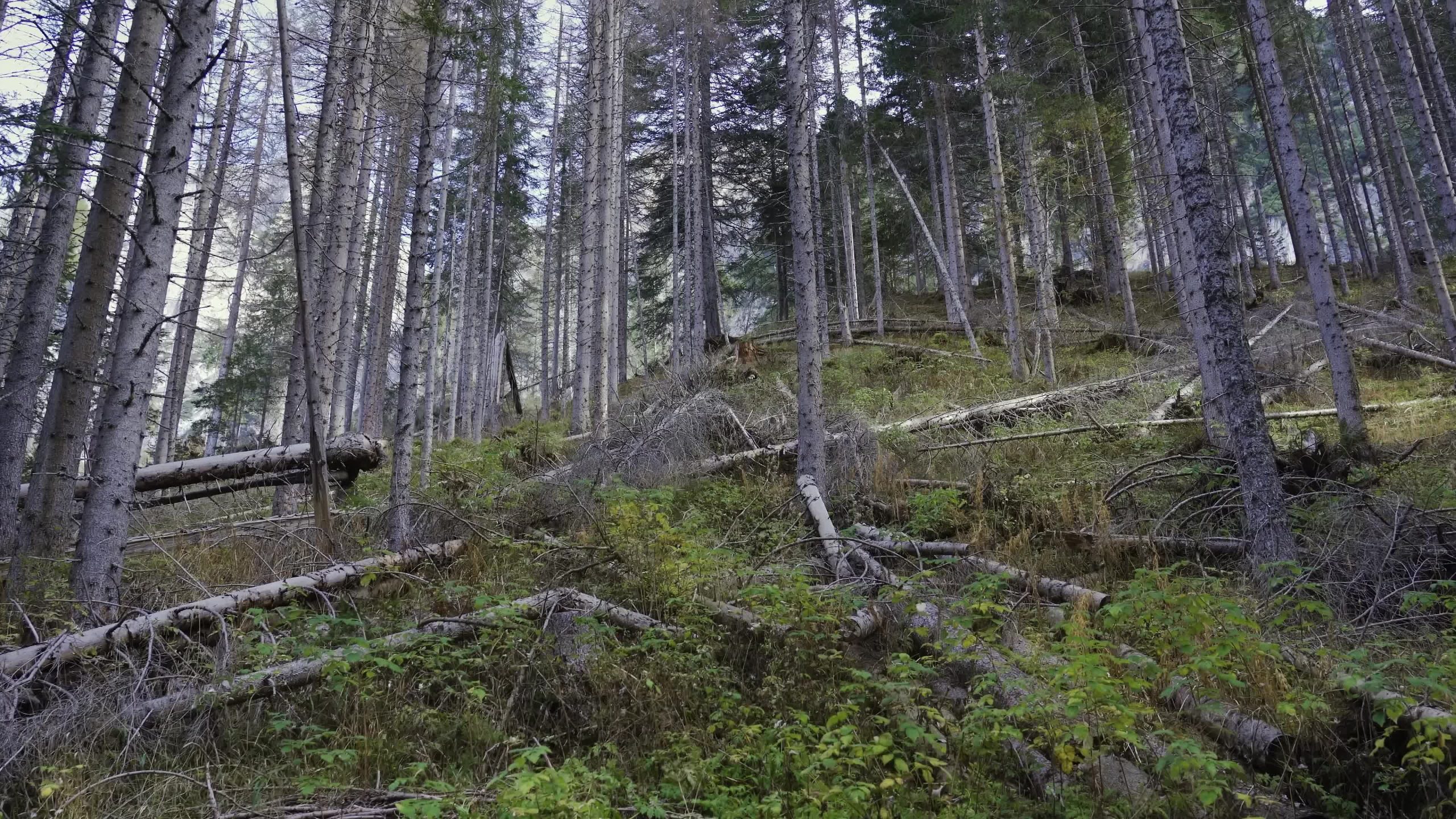 Tronchi d’albero caduti nella foresta