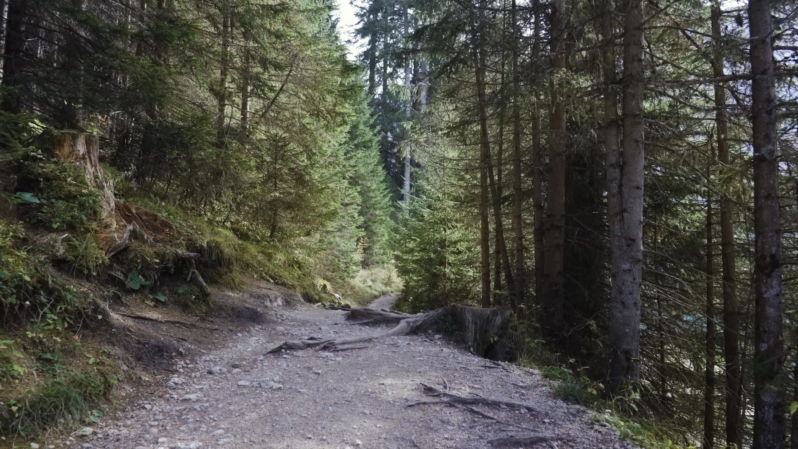 Sentiero sterrato nel verde della foresta