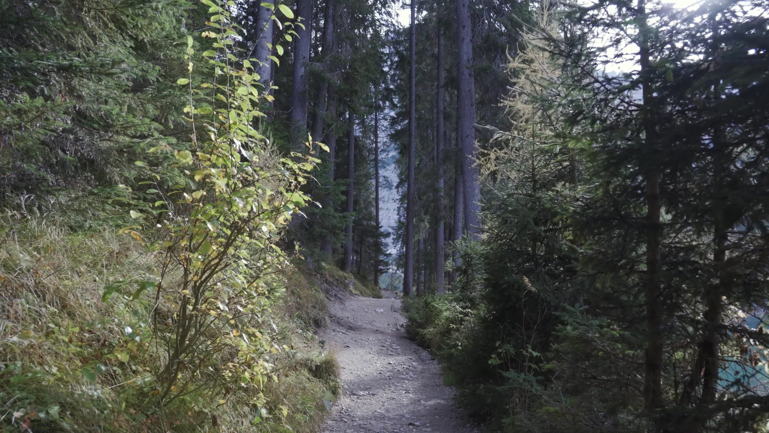 Narrow path between plants and trees in the forest