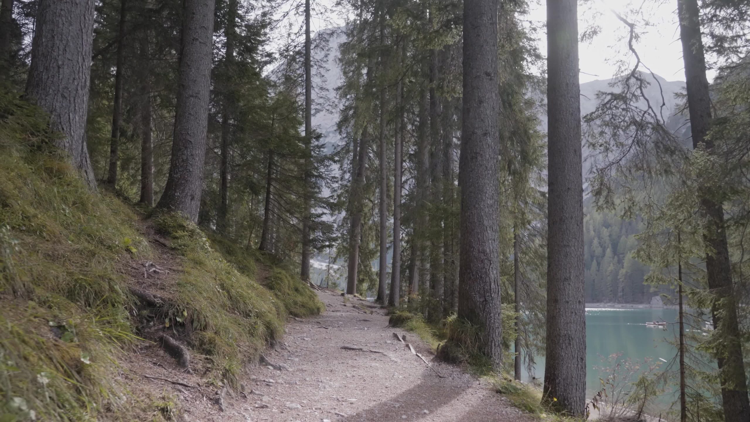 Path in the forest in summer