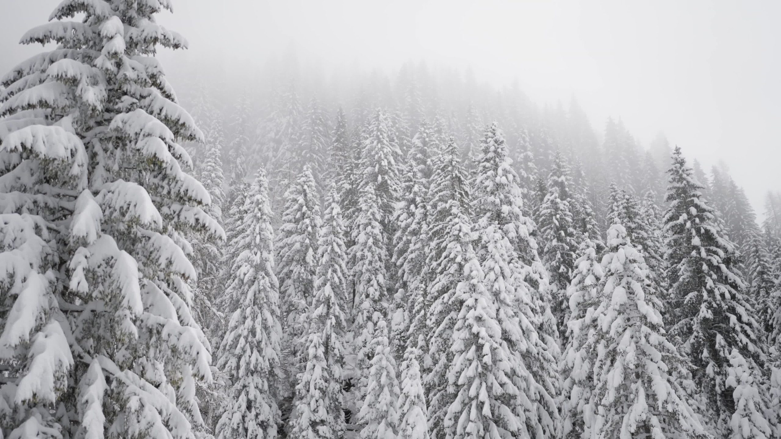 Alberi abete ricoperti da neve