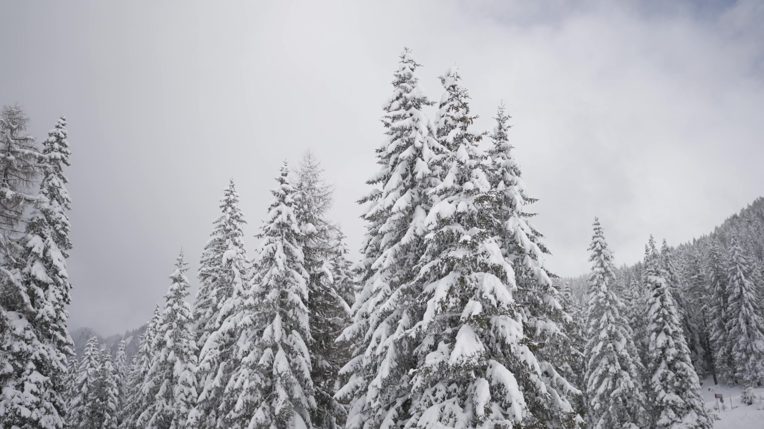 Trees with snow in the mountains