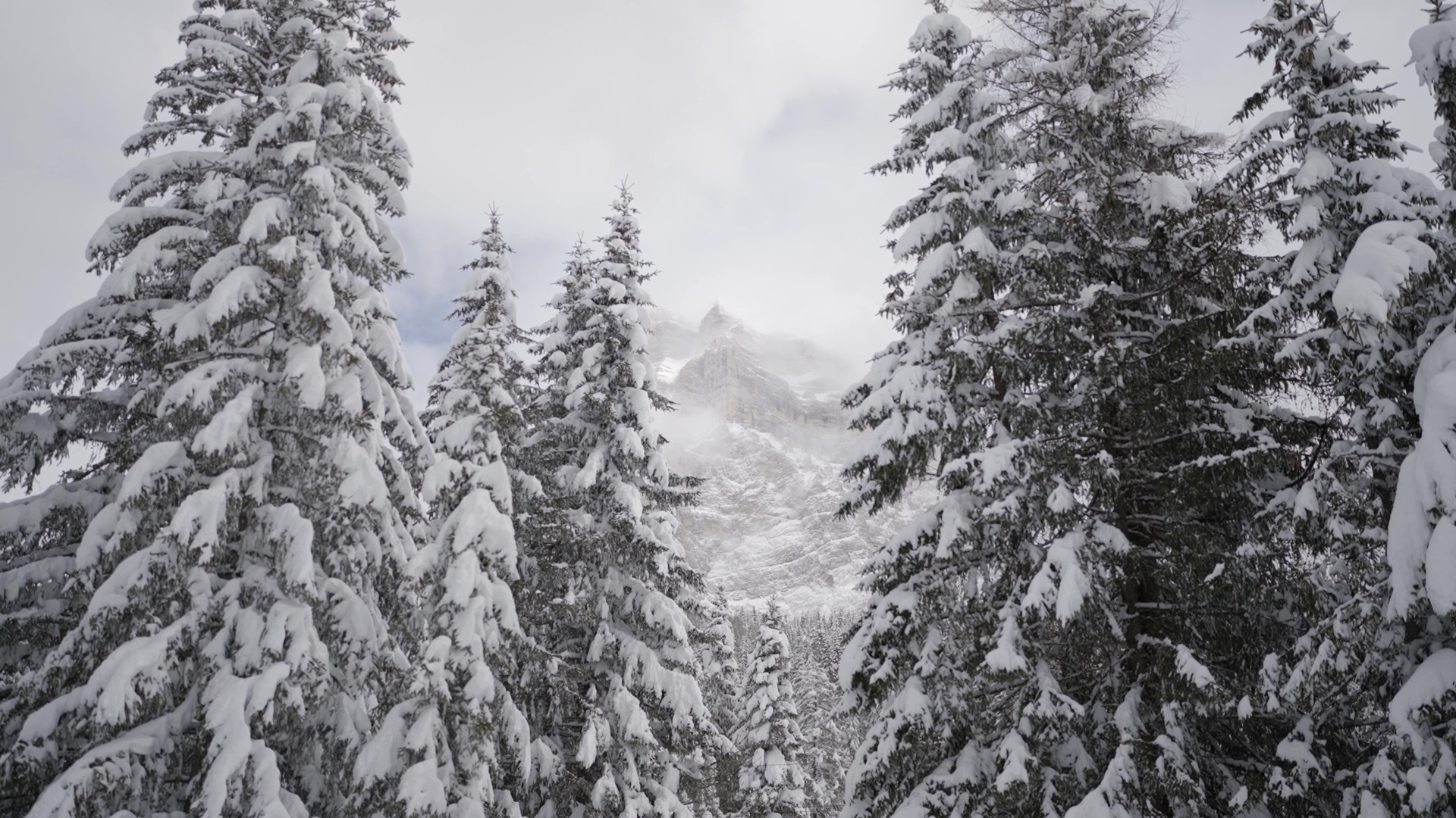 Bosco in montagna con la neve