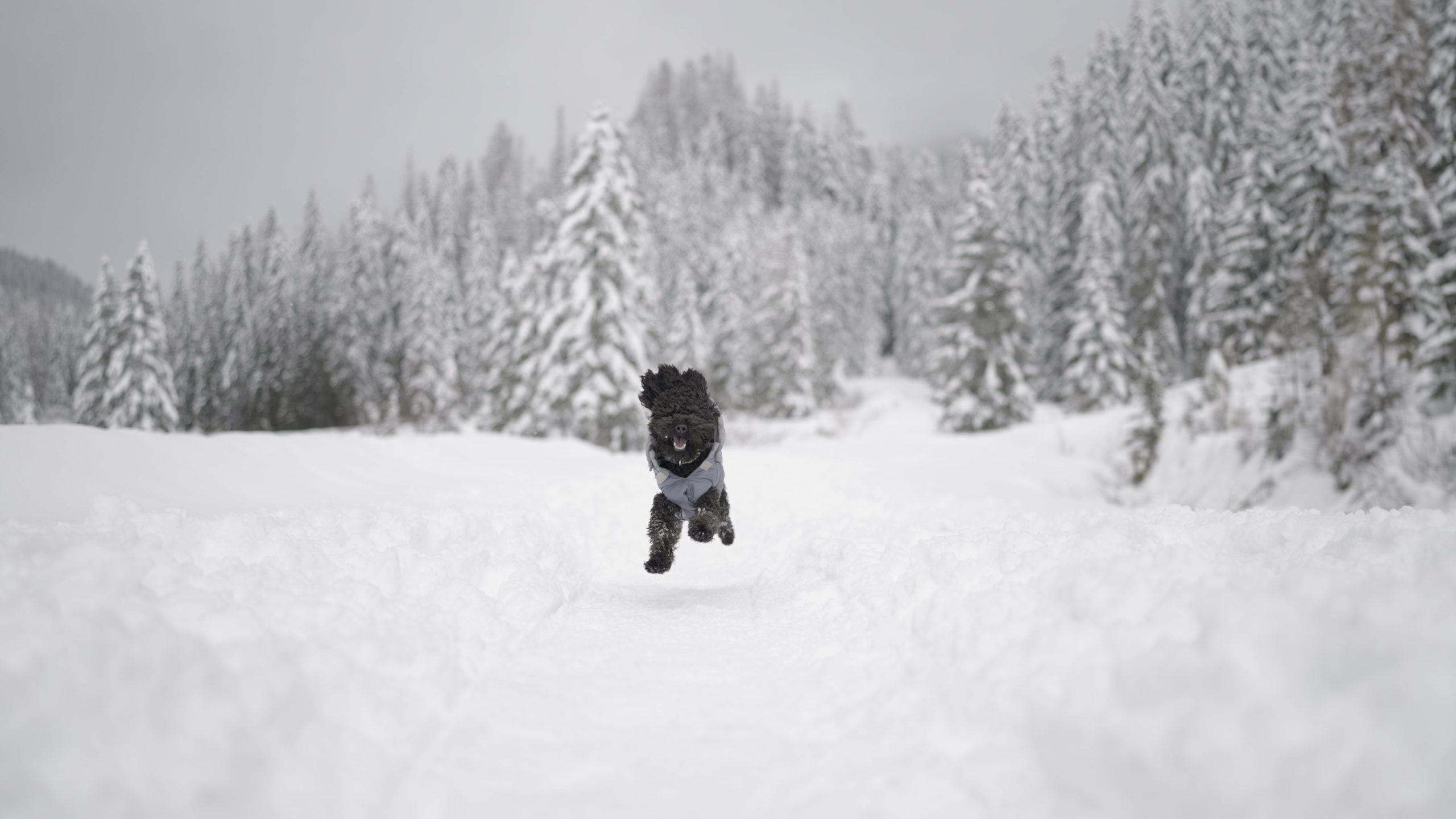 Cane barboncino corre tra la neve