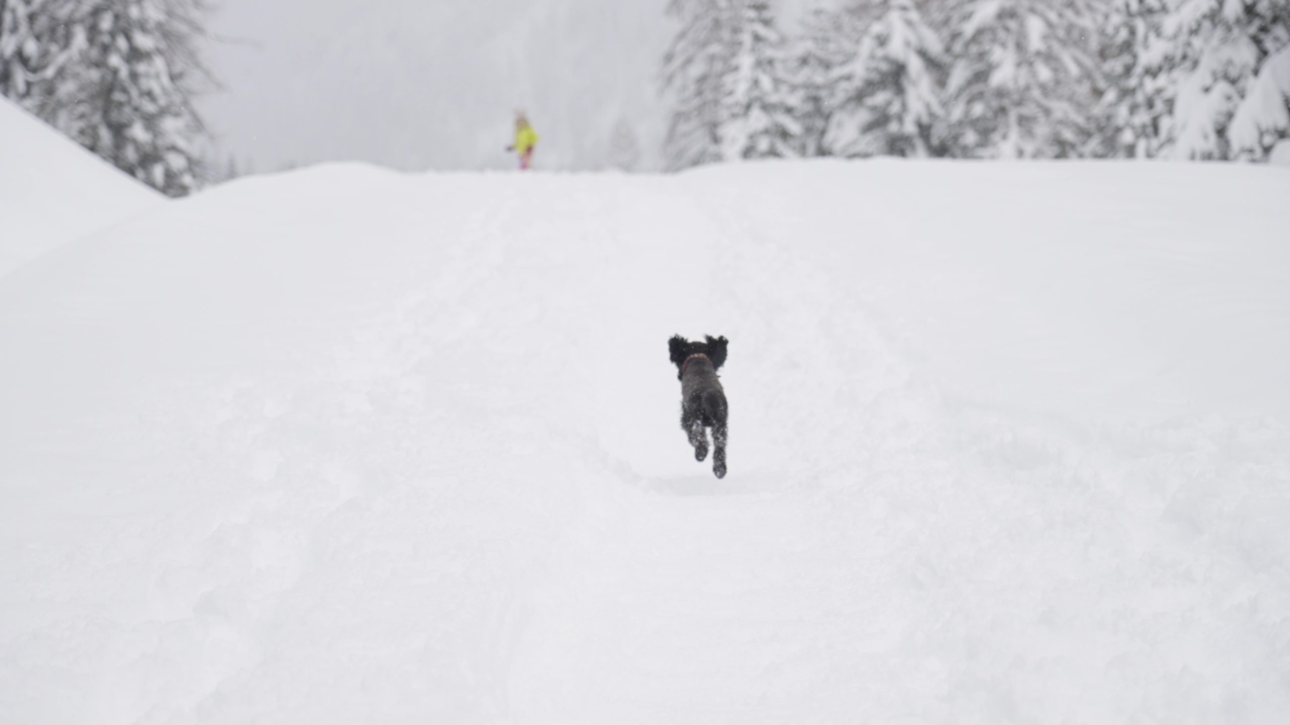 Cagnolino nero corre dalla bambina sulla neve