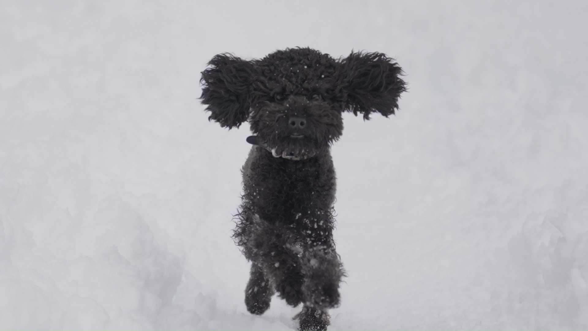 Slow motion del cane nero che corre sulla neve