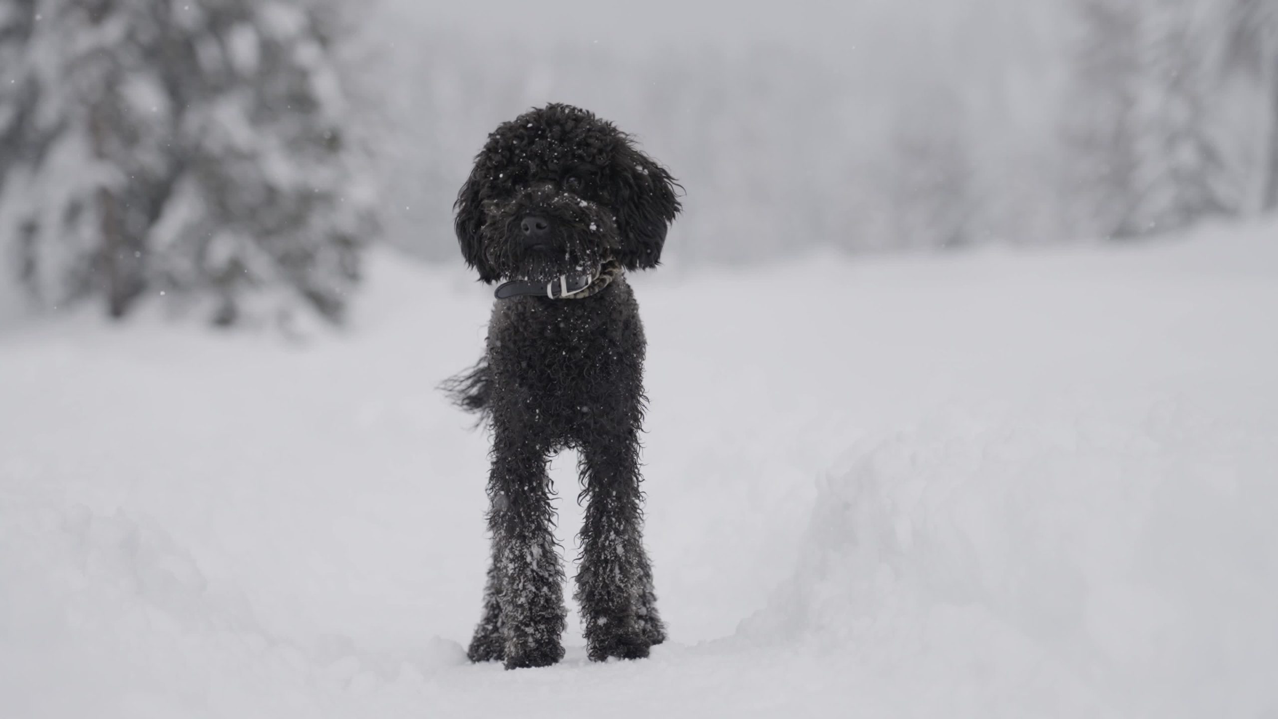 Cane barboncino tra le neve
