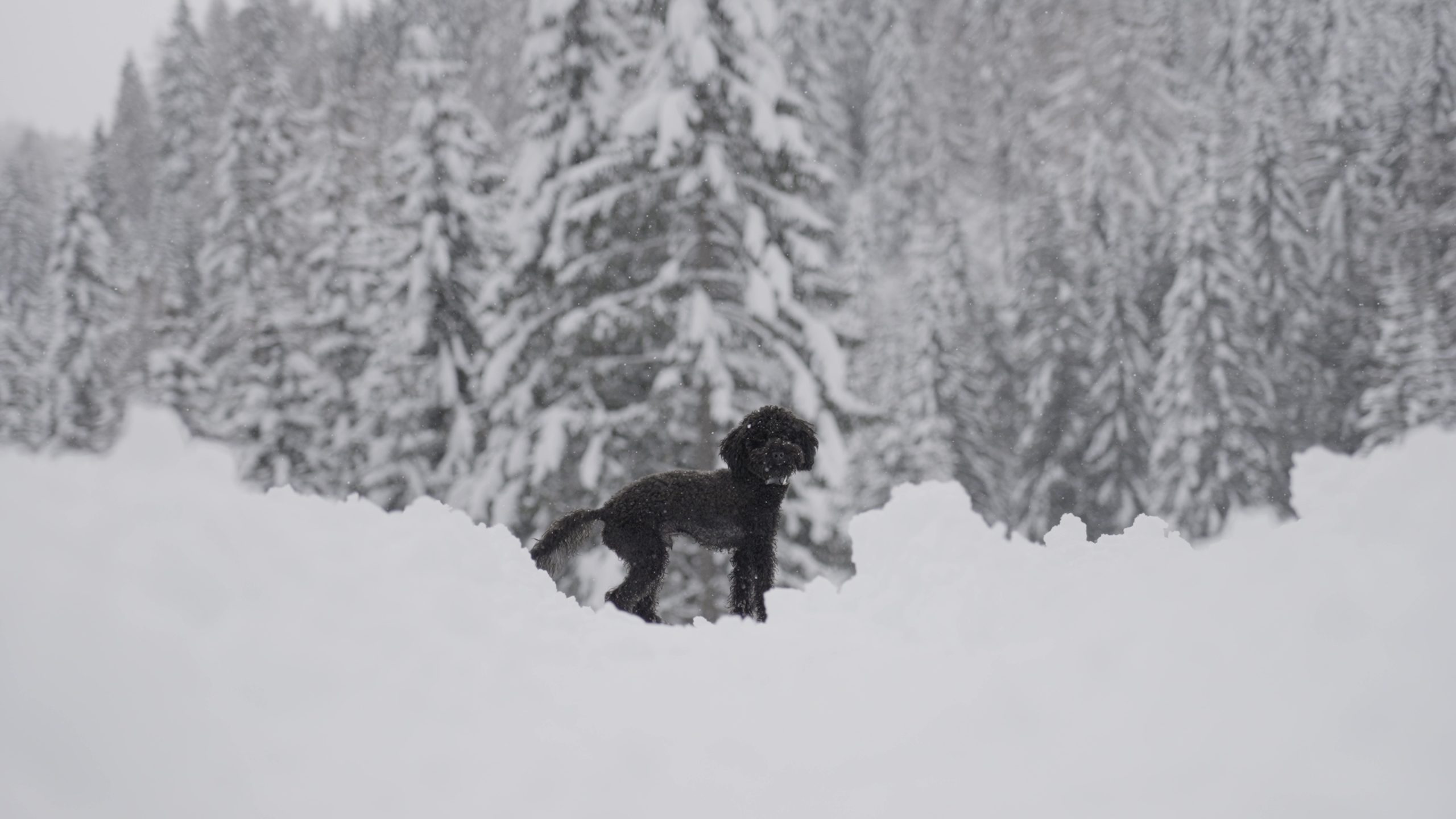 Cane barboncino sulla neve davanti alberi abete