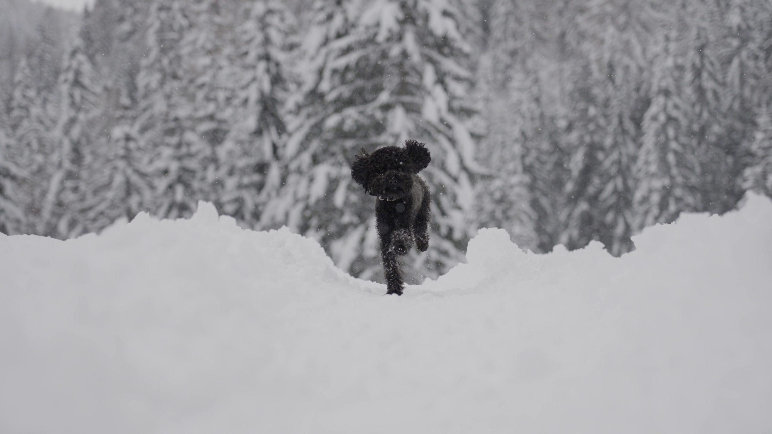 Dog runs in slow motion through the snow in front of the forest