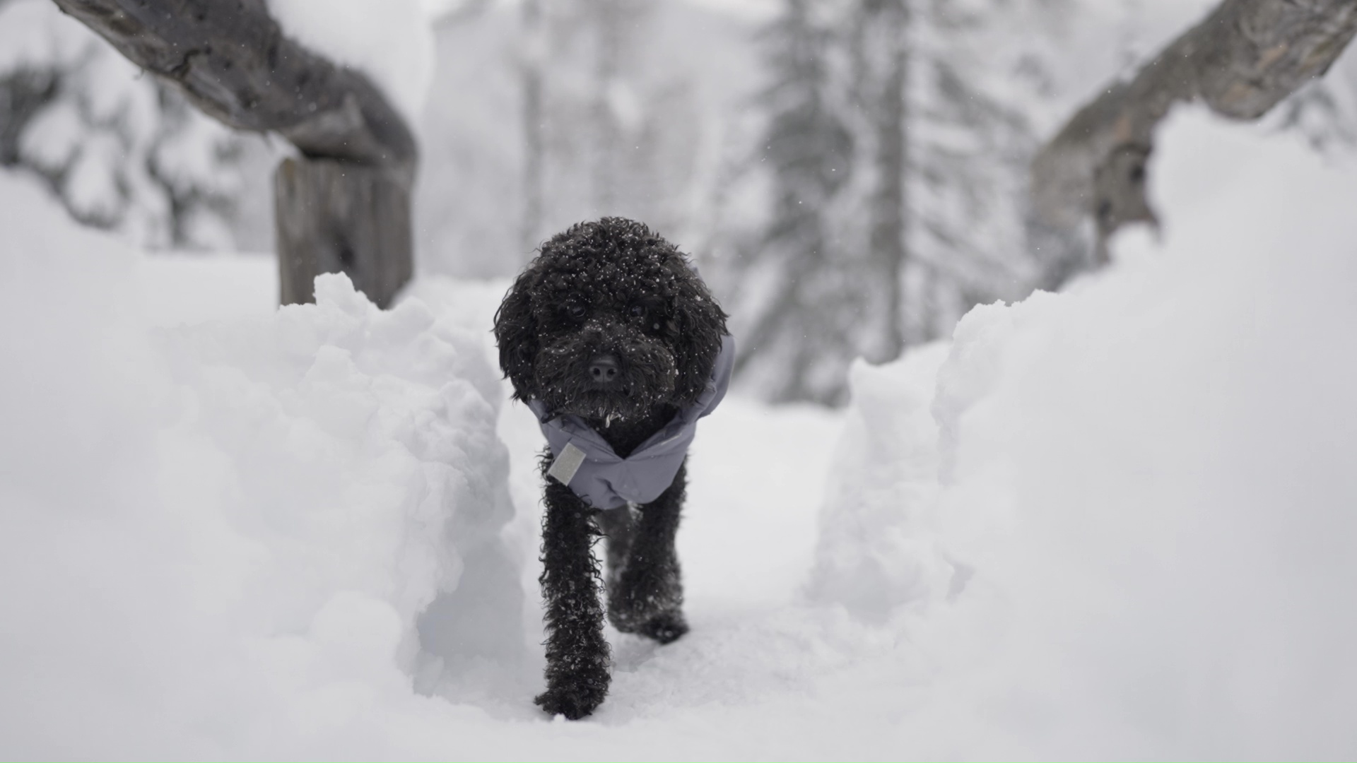 Cane cammina tra la neve