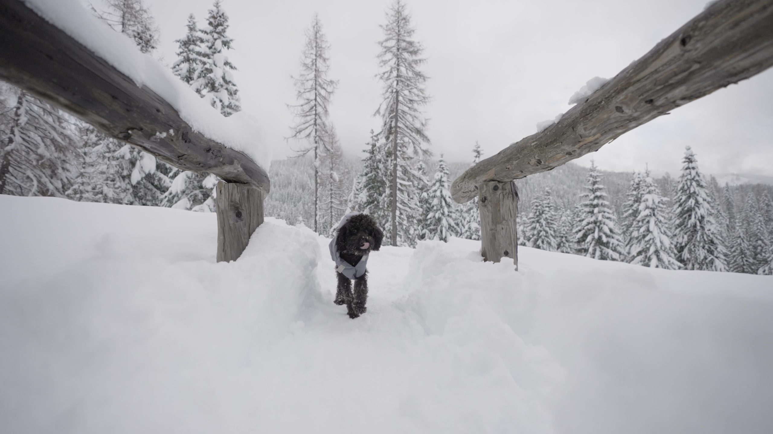 Barboncino vestito cammina tra la neve al freddo