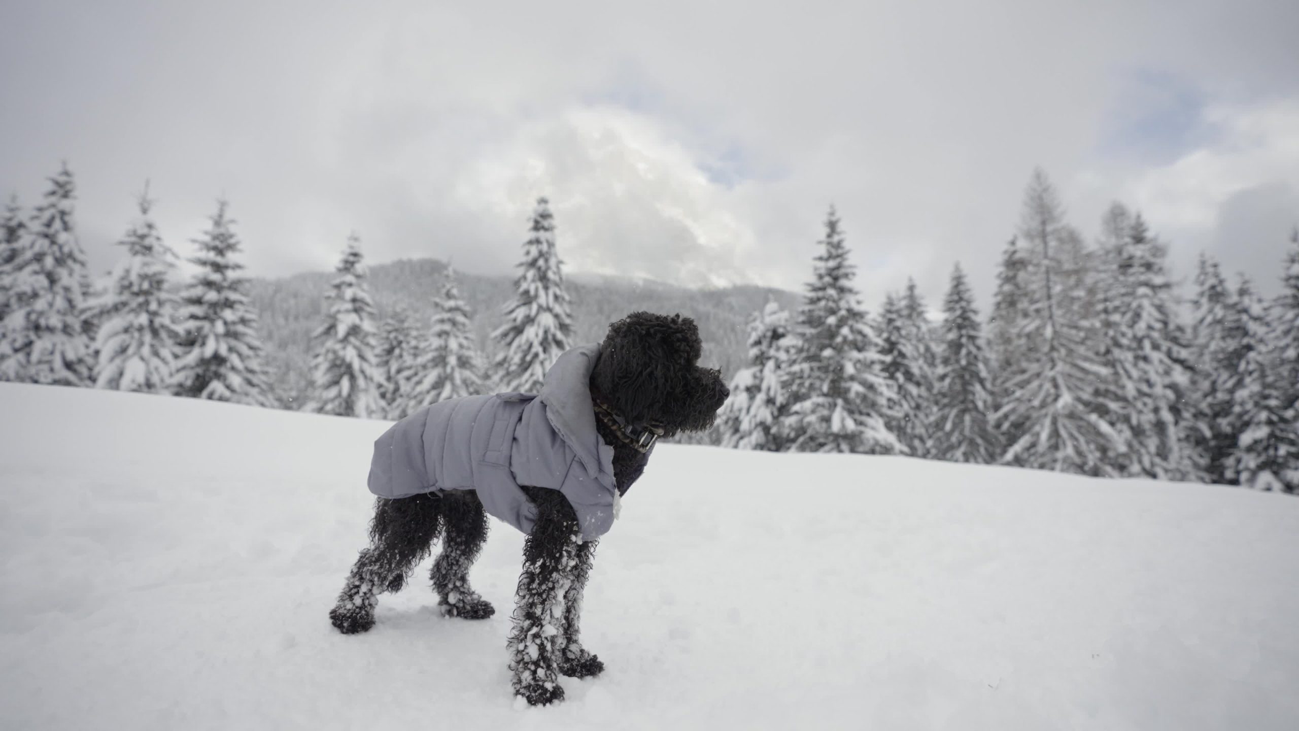 Barboncino vestito in montagna con la neve