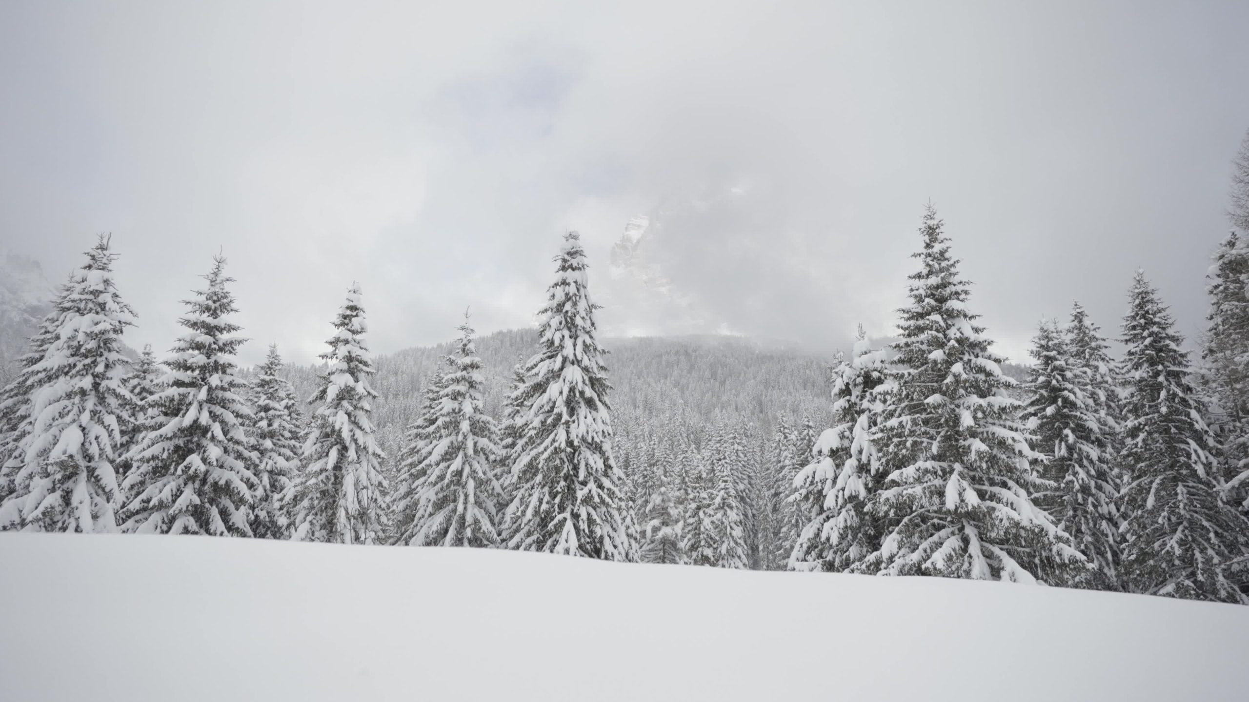 It snows in the mountains and white fir trees