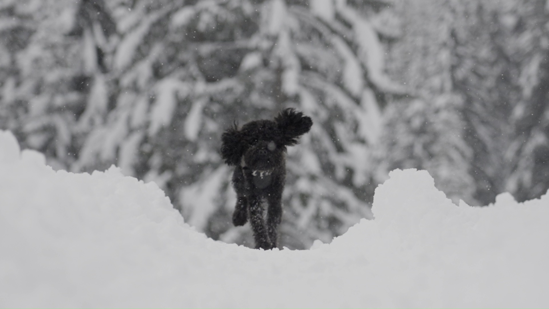 Slow motion del cane che corre tra la neve bianca
